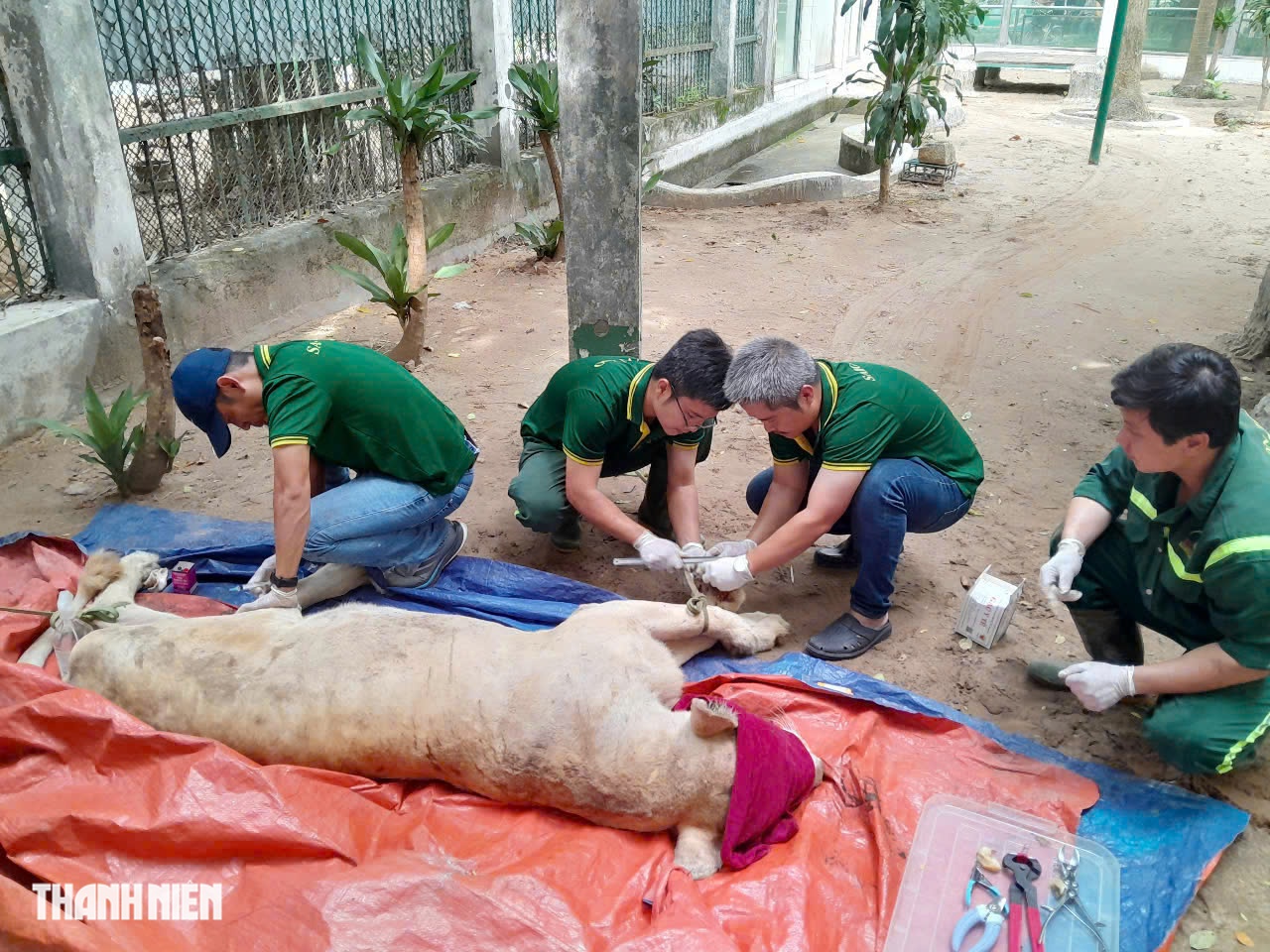 Con sư tử nằm xuống sau mũi phi ti&ecirc;u v&agrave; chuyện chưa kể ở Thảo Cầm Vi&ecirc;n - Ảnh 1.