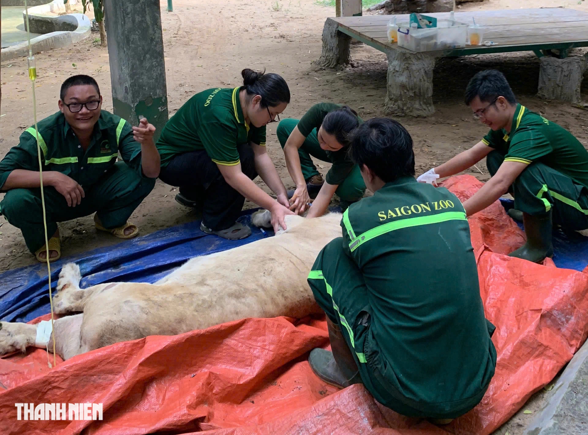 Con sư tử nằm xuống sau mũi phi ti&ecirc;u v&agrave; chuyện chưa kể ở Thảo Cầm Vi&ecirc;n - Ảnh 2.