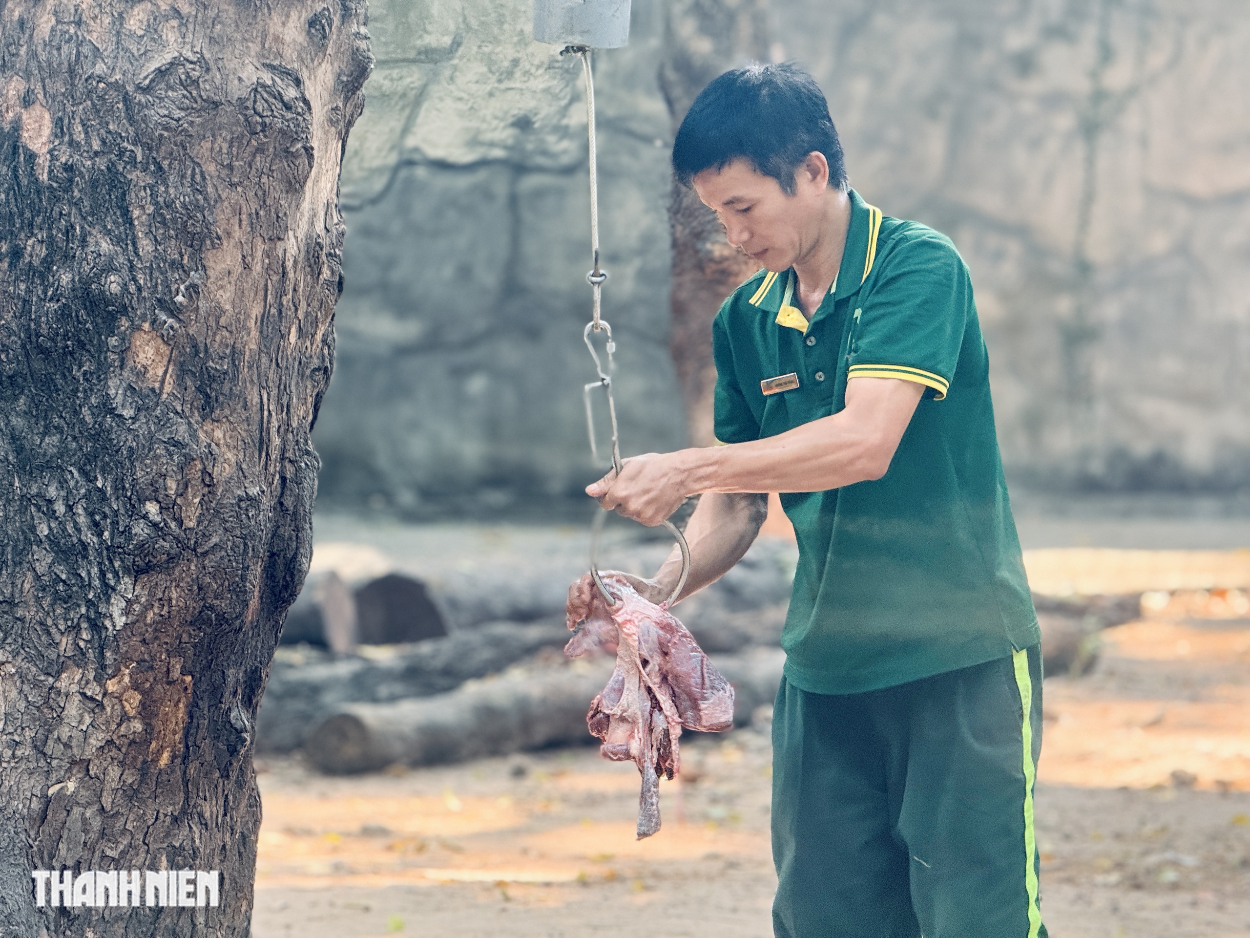 Ph&iacute;a sau chuồng hổ Thảo Cầm Vi&ecirc;n: Người chăm nh&igrave;n cả&hellip; ph&acirc;n để hiểu th&uacute; - Ảnh 2.