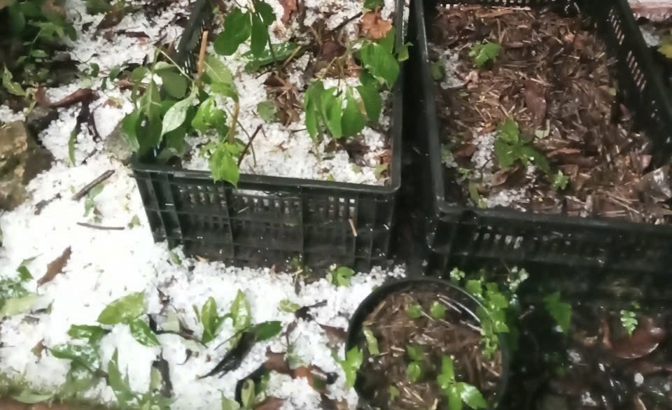 Mưa đá gây thiệt hại nặng sâm Ngọc Linh và hoa màu phía tây Quảng Ngãi - Ảnh 1.