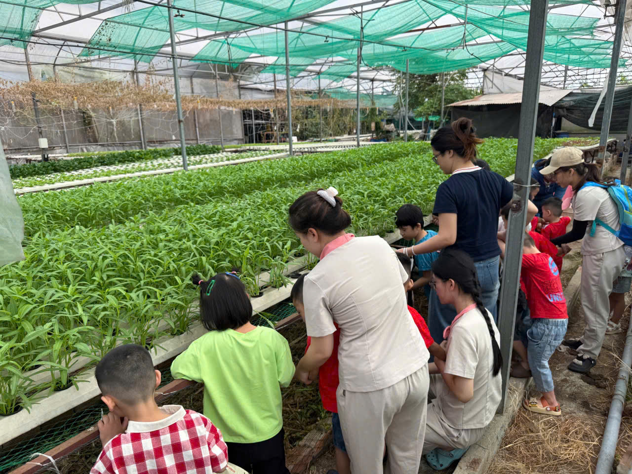 Rời văn ph&ograve;ng, nữ c&aacute;n bộ khởi nghiệp với 2.000 m&sup2; rau thủy canh - Ảnh 1.