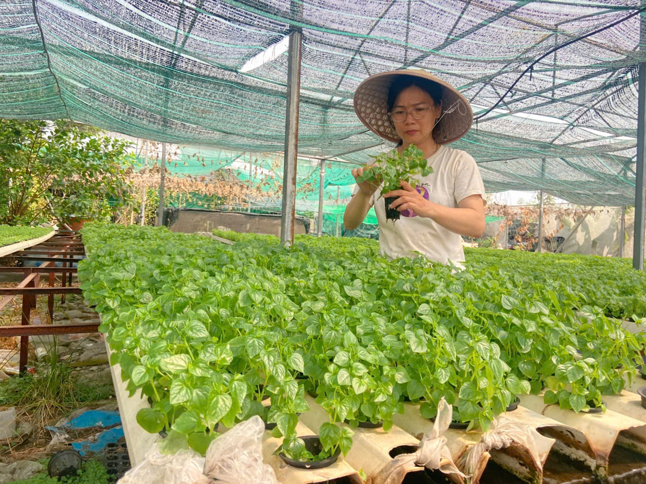 Rời văn ph&ograve;ng, nữ c&aacute;n bộ khởi nghiệp với 2.000 m&sup2; rau thủy canh - Ảnh 2.