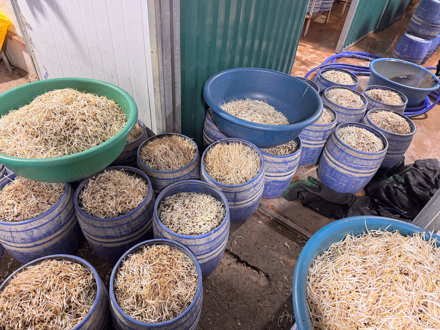 Khởi tố 2 bị can dùng chất cấm sản xuất giá đỗ ở Quảng Ninh- Ảnh 3.