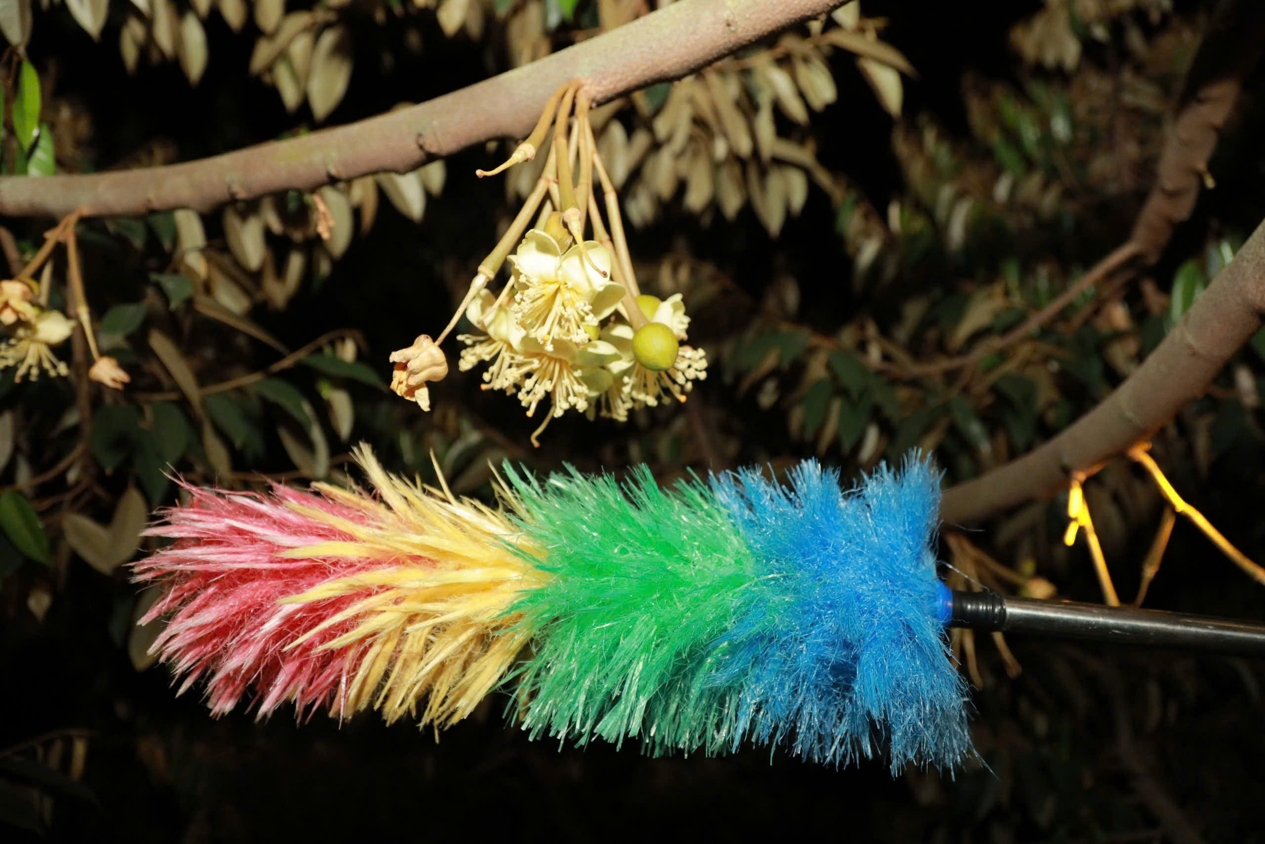 Thụ phấn sầu ri&ecirc;ng ở Đắk Lắk: Nghề truyền thống giữ 'm&ugrave;a v&agrave;ng' cho n&ocirc;ng d&acirc;n - Ảnh 6.