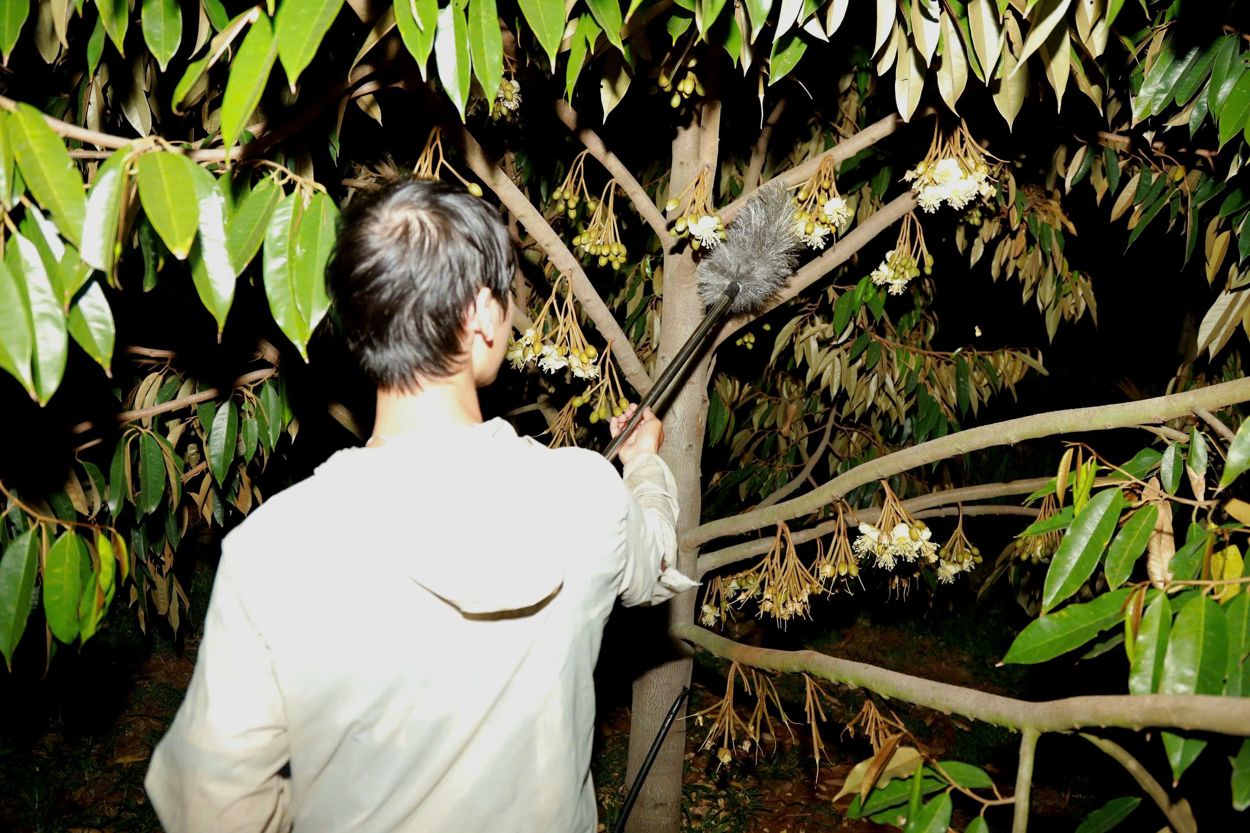 Thụ phấn sầu ri&ecirc;ng ở Đắk Lắk: Nghề truyền thống giữ 'm&ugrave;a v&agrave;ng' cho n&ocirc;ng d&acirc;n - Ảnh 5.