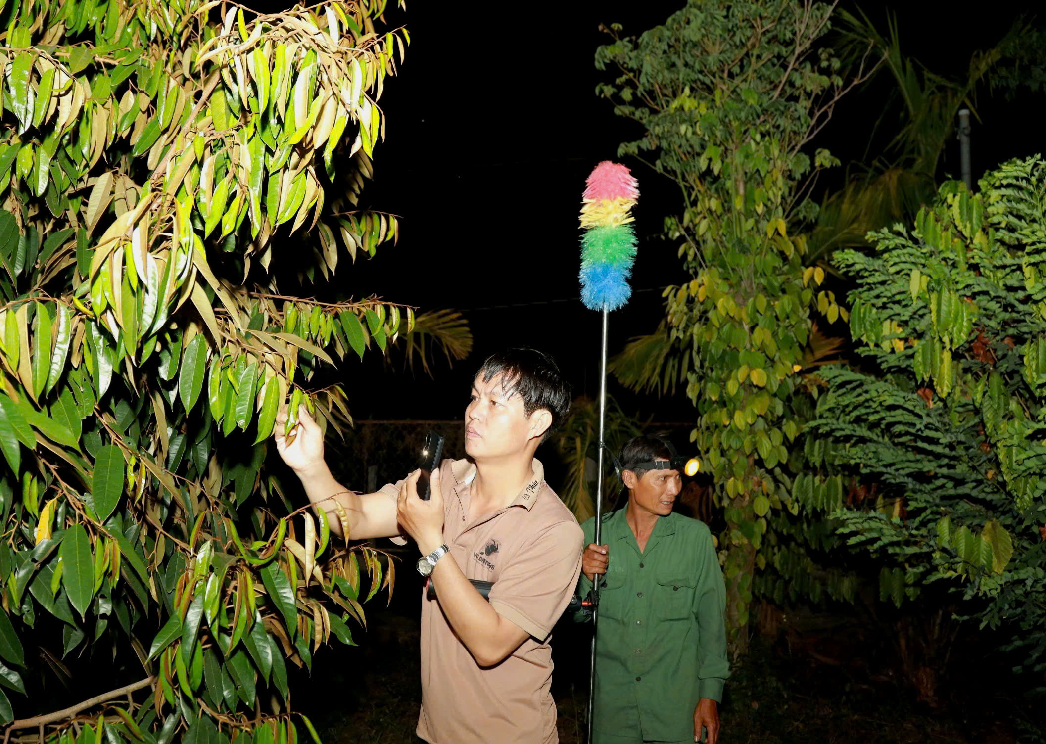 Thụ phấn sầu ri&ecirc;ng ở Đắk Lắk: Nghề truyền thống giữ 'm&ugrave;a v&agrave;ng' cho n&ocirc;ng d&acirc;n - Ảnh 2.