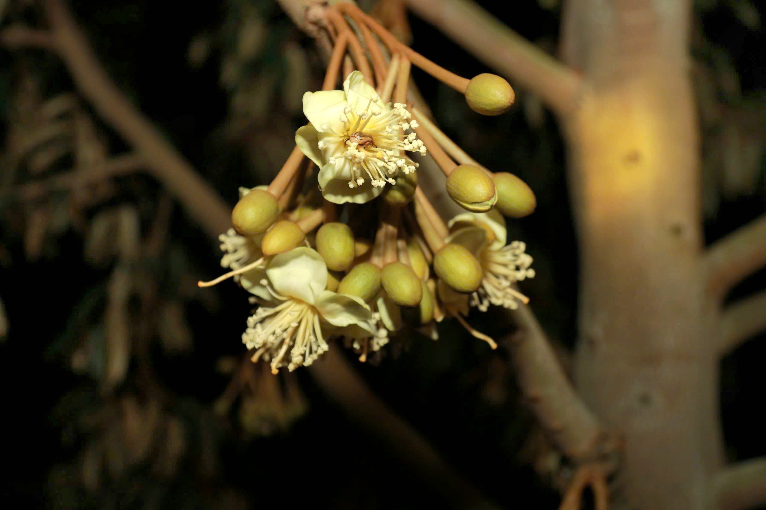 Thụ phấn sầu ri&ecirc;ng ở Đắk Lắk: Nghề truyền thống giữ 'm&ugrave;a v&agrave;ng' cho n&ocirc;ng d&acirc;n - Ảnh 4.