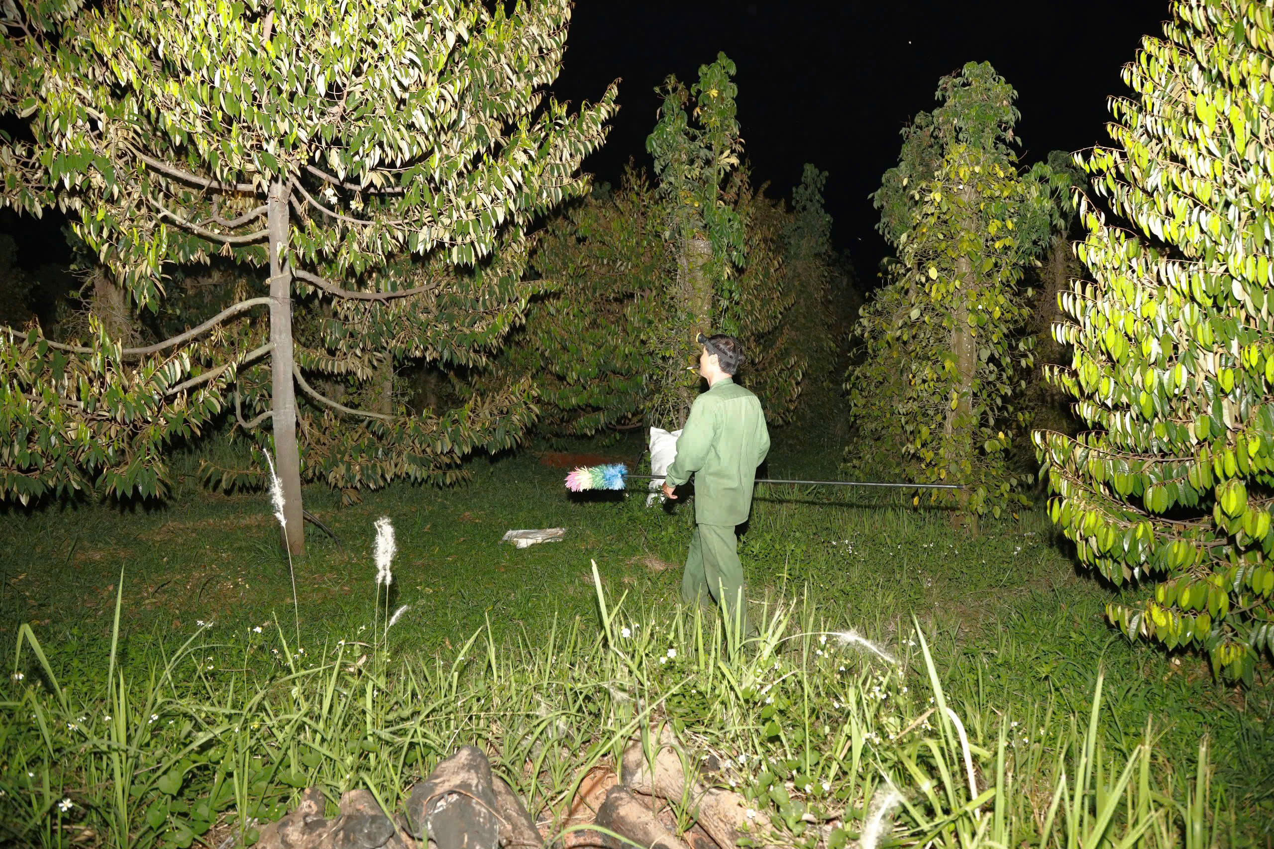 Thụ phấn sầu ri&ecirc;ng ở Đắk Lắk: Nghề truyền thống giữ 'm&ugrave;a v&agrave;ng' cho n&ocirc;ng d&acirc;n - Ảnh 1.