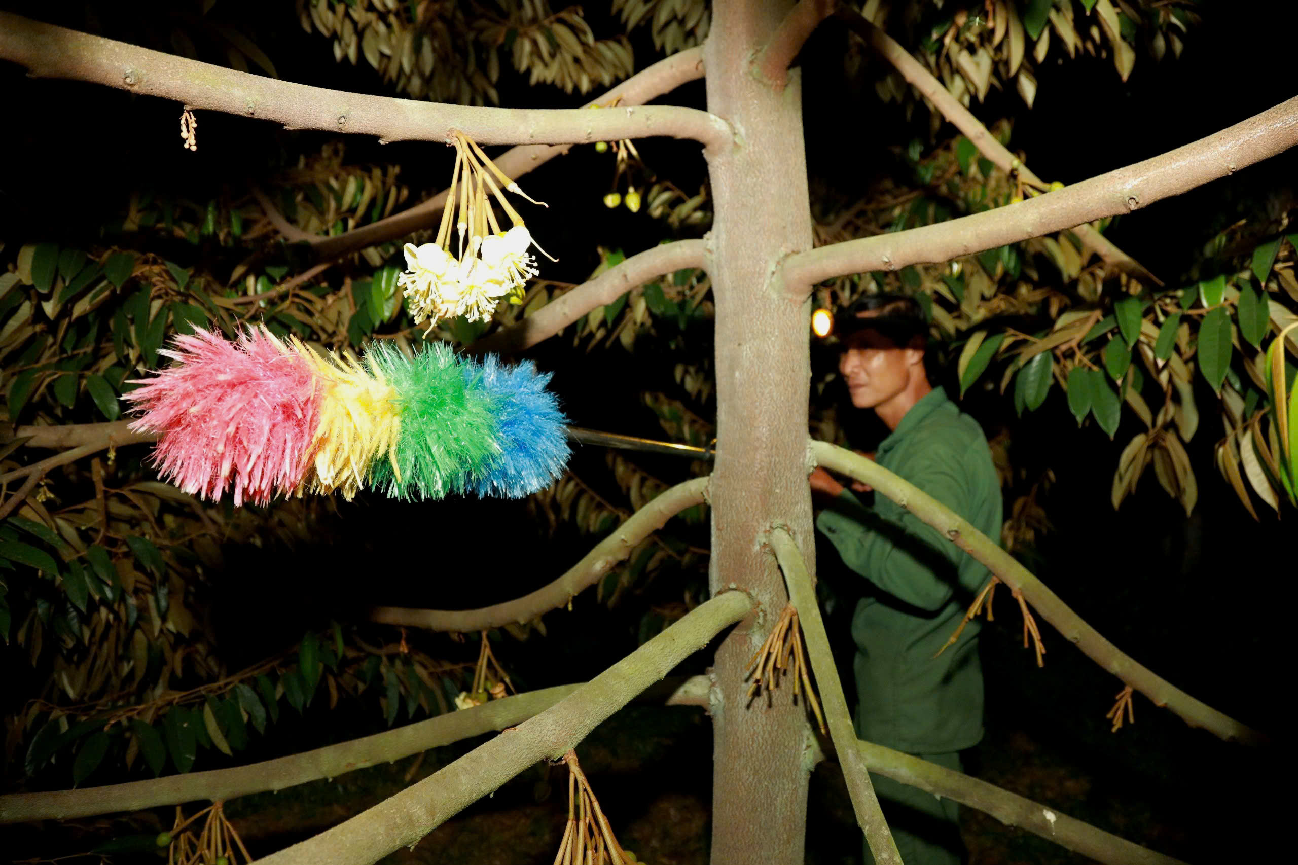 Thụ phấn sầu ri&ecirc;ng ở Đắk Lắk: Nghề truyền thống giữ 'm&ugrave;a v&agrave;ng' cho n&ocirc;ng d&acirc;n - Ảnh 7.