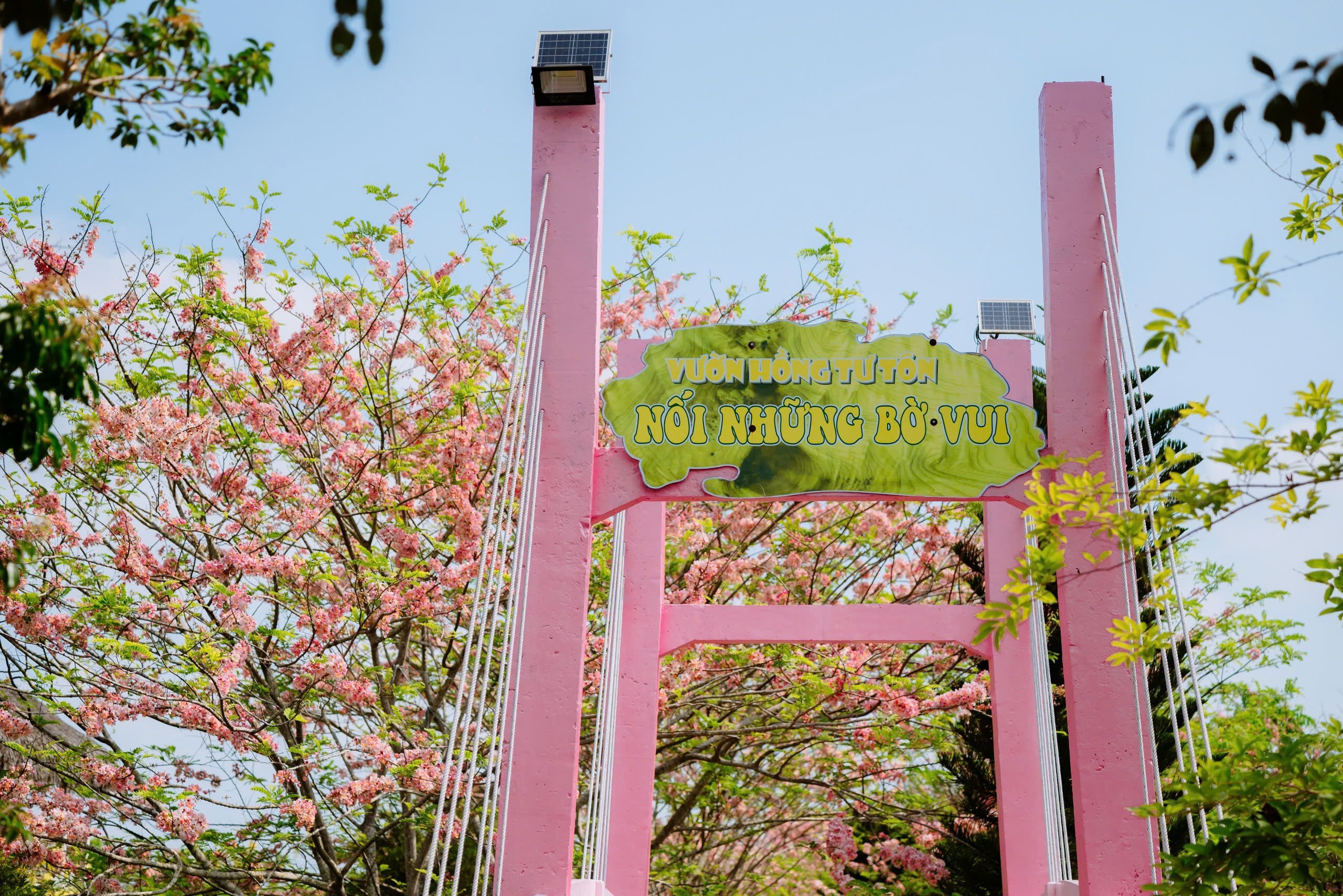 Về Sa Đ&eacute;c ngắm vườn muồng hoa đ&agrave;o, l&ecirc;n ảnh đẹp lung linh - Ảnh 1.