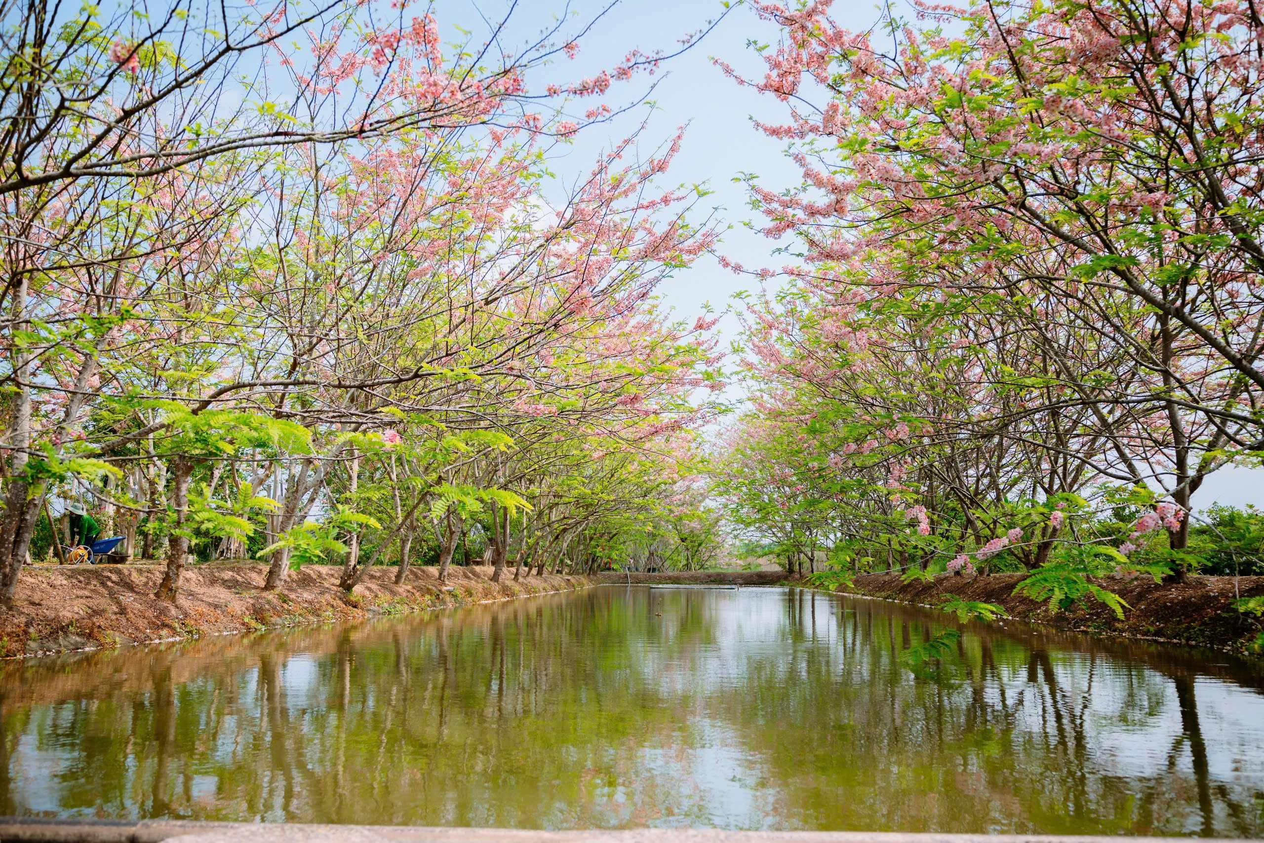 Về Sa Đ&eacute;c ngắm vườn muồng hoa đ&agrave;o, l&ecirc;n ảnh đẹp lung linh - Ảnh 2.