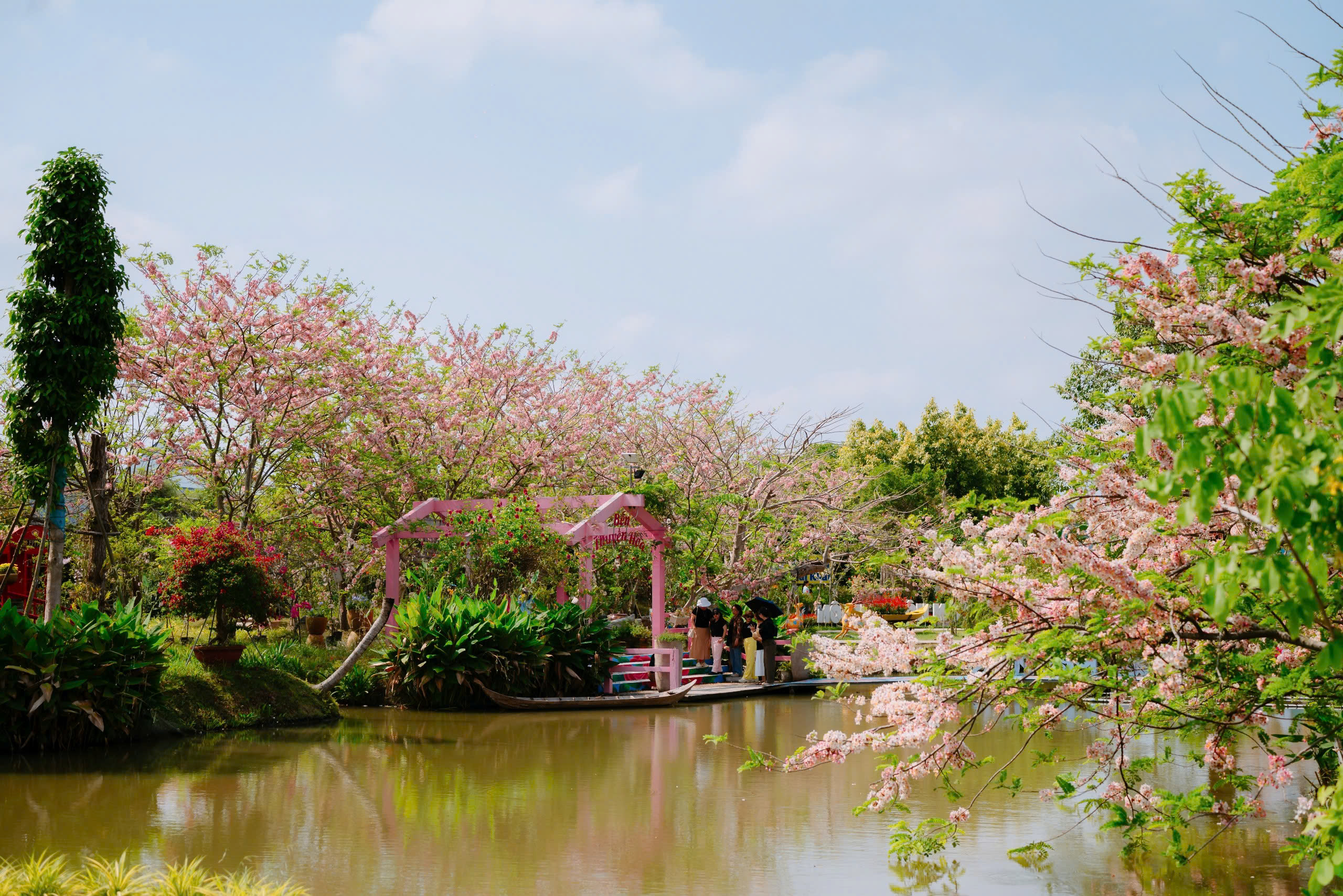 Về Sa Đ&eacute;c ngắm vườn muồng hoa đ&agrave;o, l&ecirc;n ảnh đẹp lung linh - Ảnh 4.