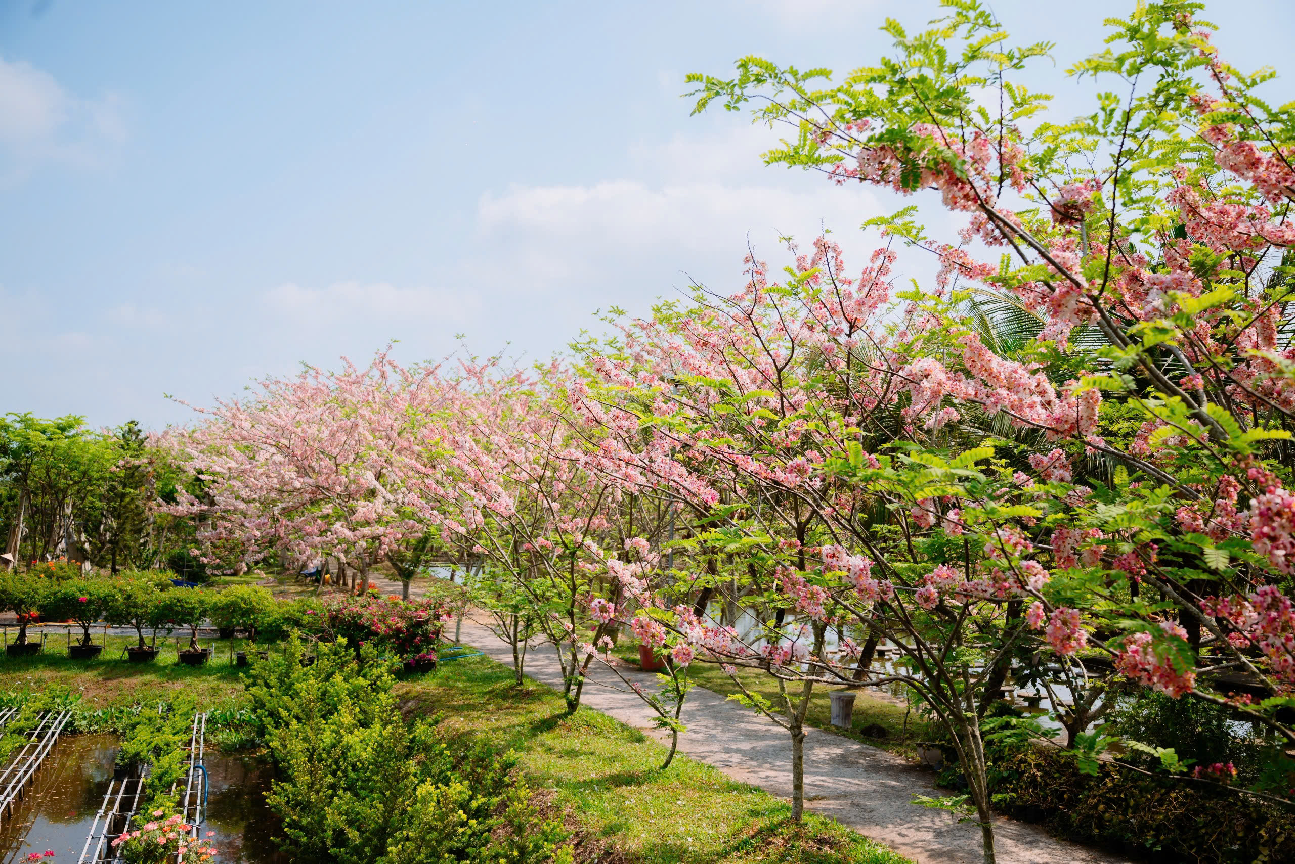 Về Sa Đ&eacute;c ngắm vườn muồng hoa đ&agrave;o, l&ecirc;n ảnh đẹp lung linh - Ảnh 5.
