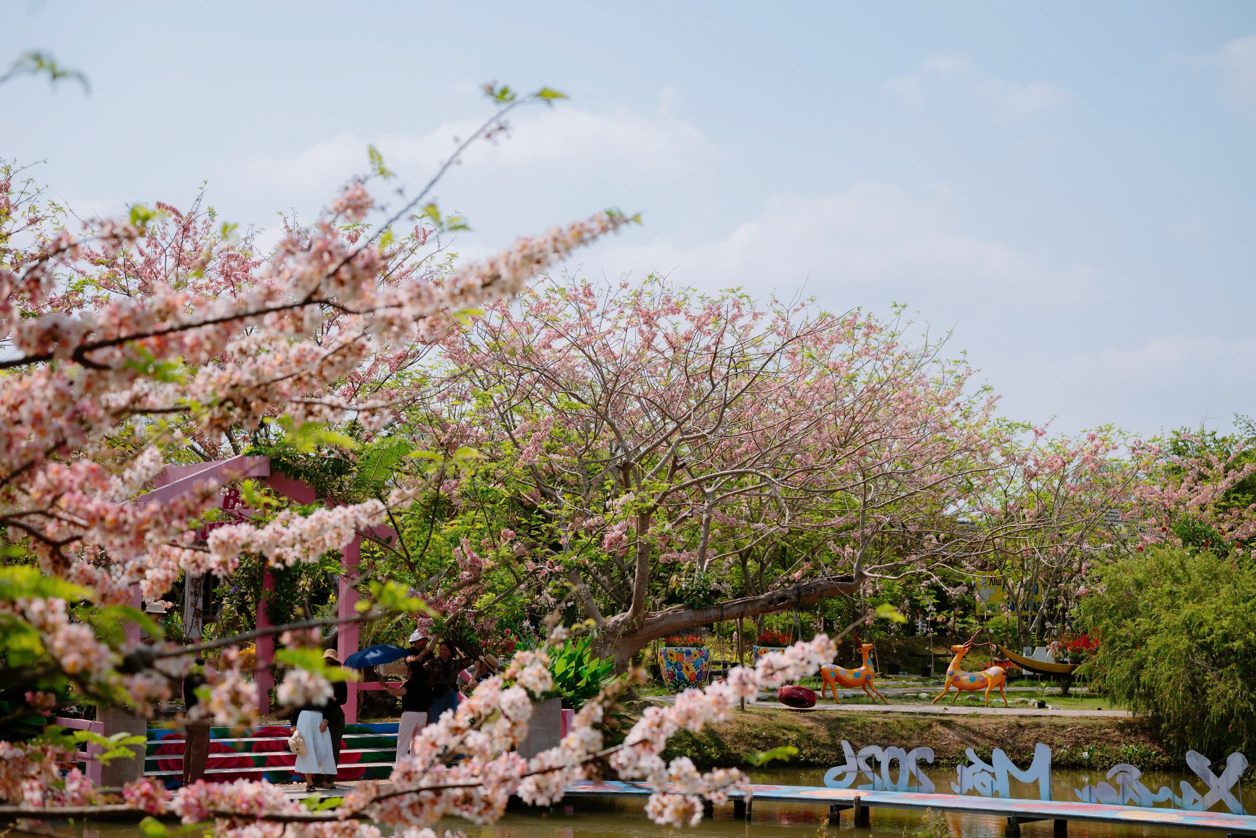 Về Sa Đ&eacute;c ngắm vườn muồng hoa đ&agrave;o, l&ecirc;n ảnh đẹp lung linh - Ảnh 6.