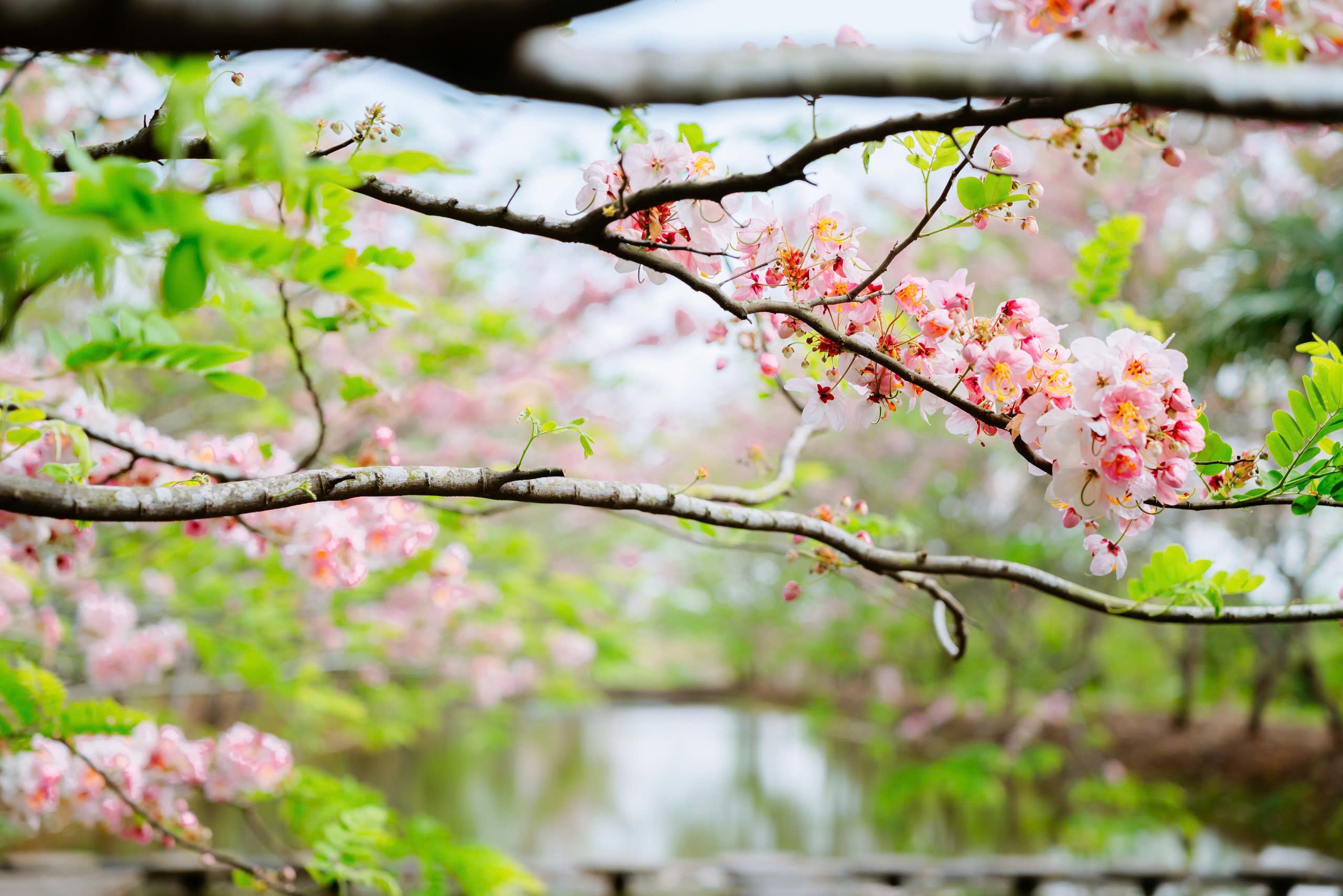 Về Sa Đ&eacute;c ngắm vườn muồng hoa đ&agrave;o, l&ecirc;n ảnh đẹp lung linh - Ảnh 7.