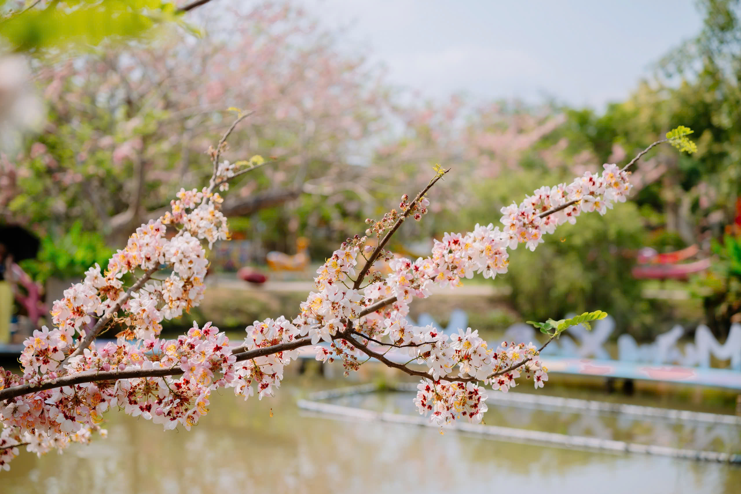 Về Sa Đ&eacute;c ngắm vườn muồng hoa đ&agrave;o, l&ecirc;n ảnh đẹp lung linh - Ảnh 8.
