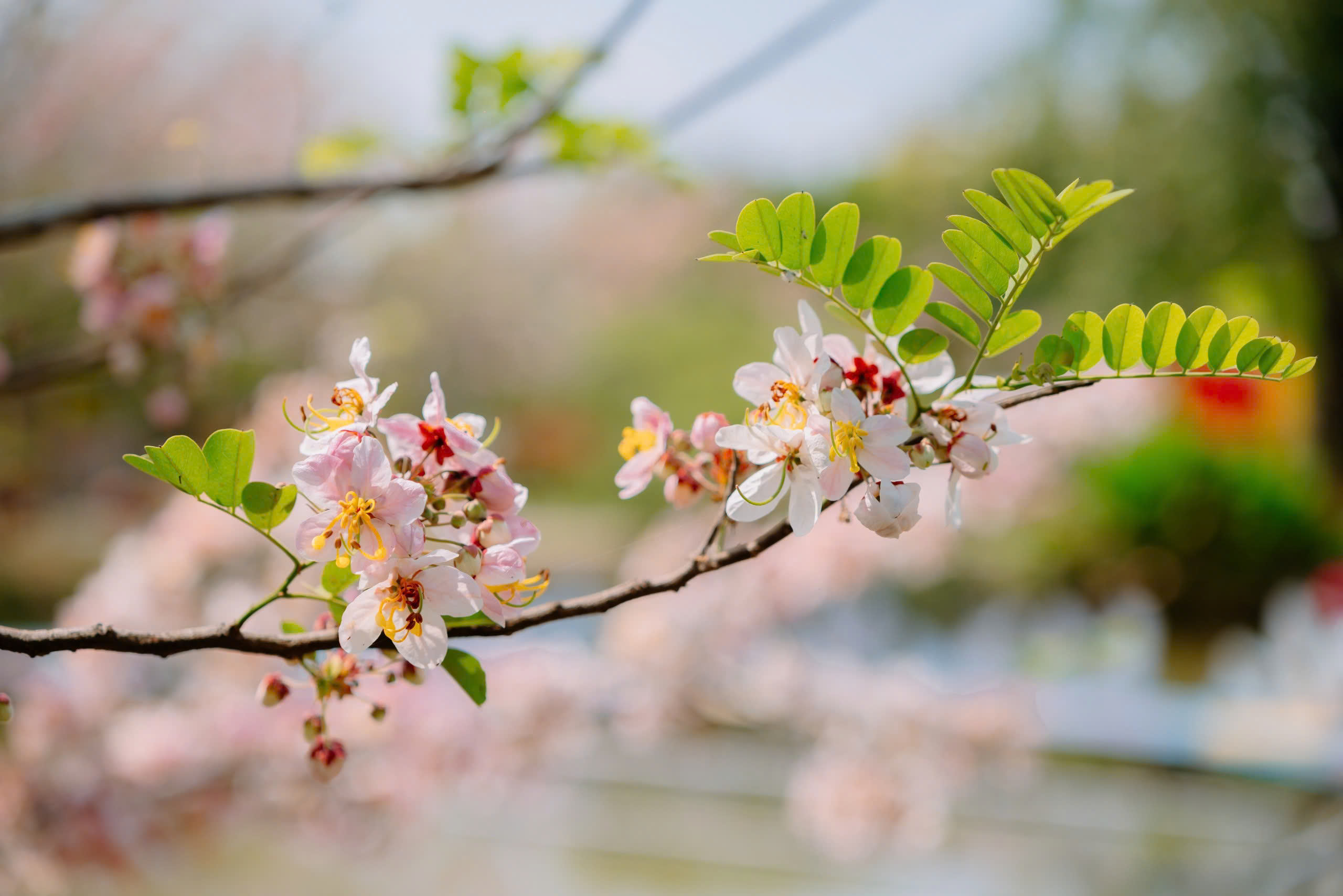 Về Sa Đ&eacute;c ngắm vườn muồng hoa đ&agrave;o, l&ecirc;n ảnh đẹp lung linh - Ảnh 9.