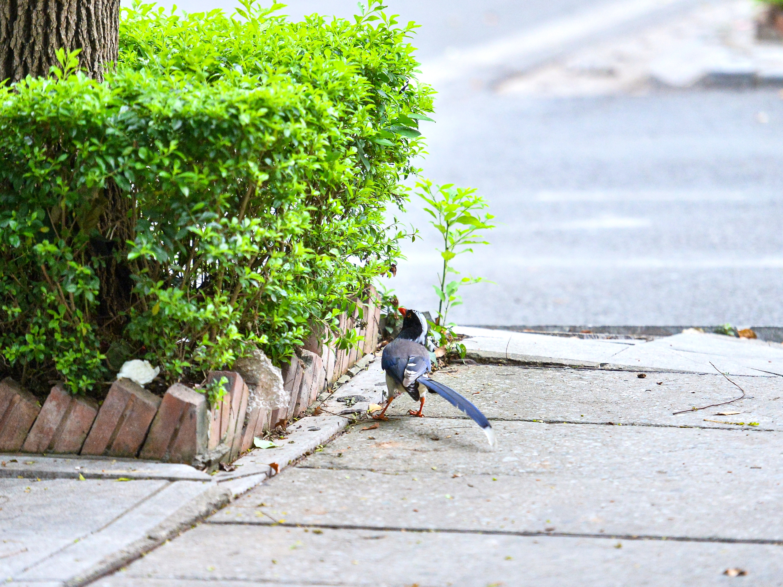 Ngắm đ&agrave;n giẻ c&ugrave;i 'dạo phố' H&agrave; Nội - Ảnh 4.