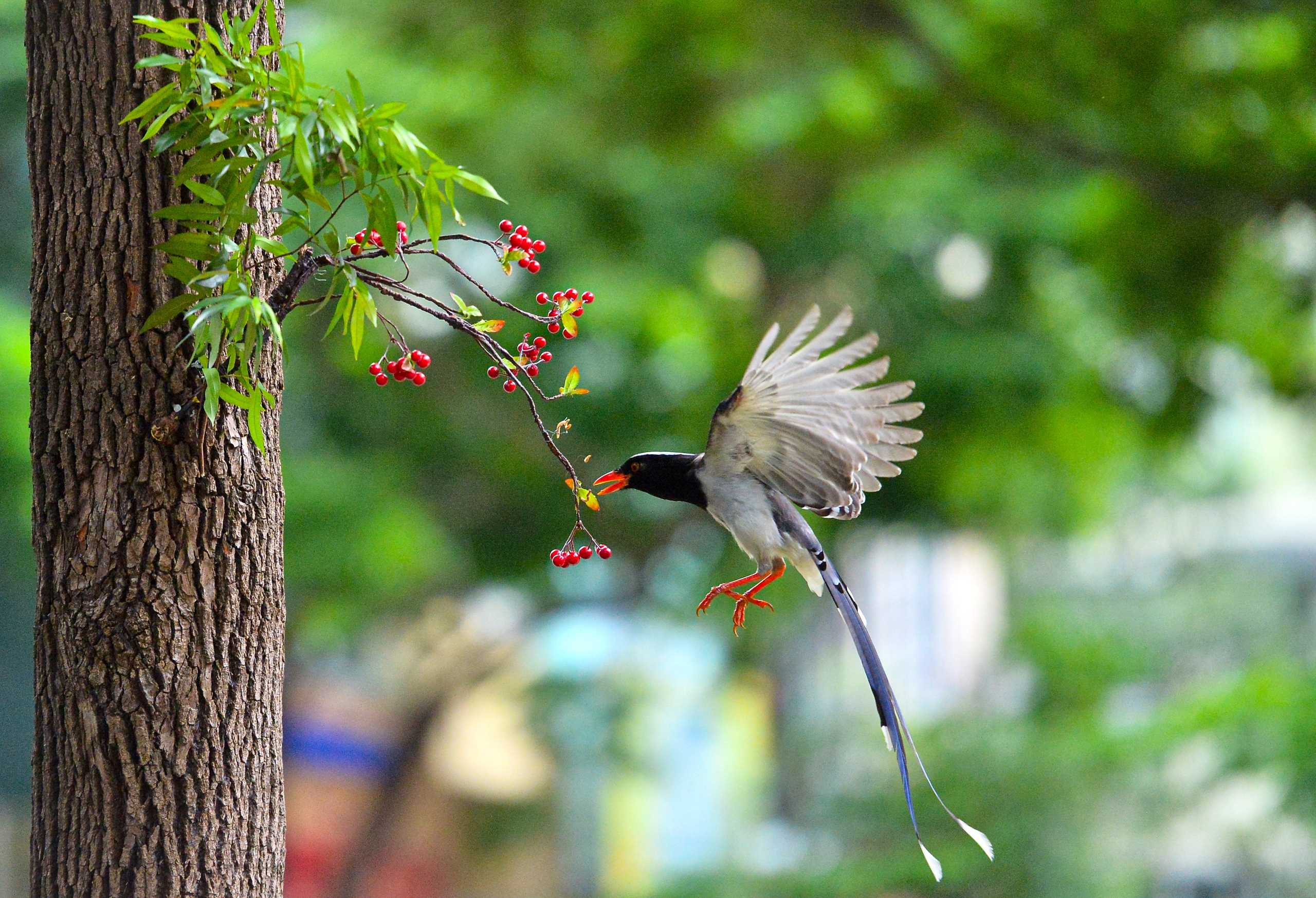 Ngắm đ&agrave;n giẻ c&ugrave;i 'dạo phố' H&agrave; Nội - Ảnh 3.