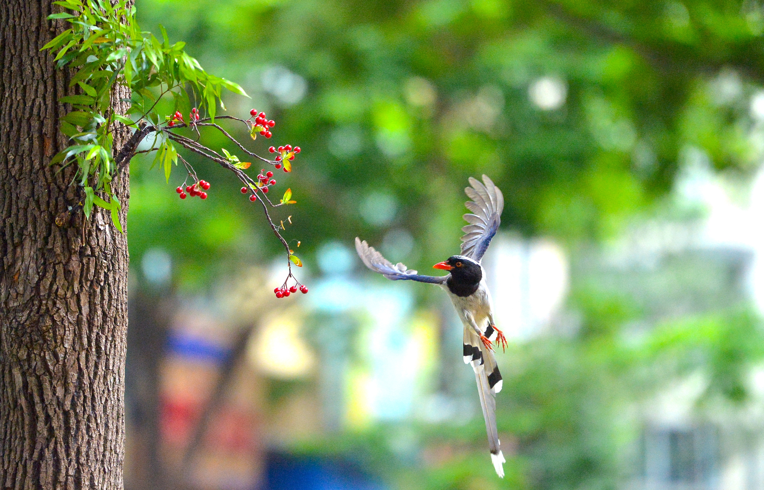 Ngắm đ&agrave;n giẻ c&ugrave;i 'dạo phố' H&agrave; Nội - Ảnh 1.