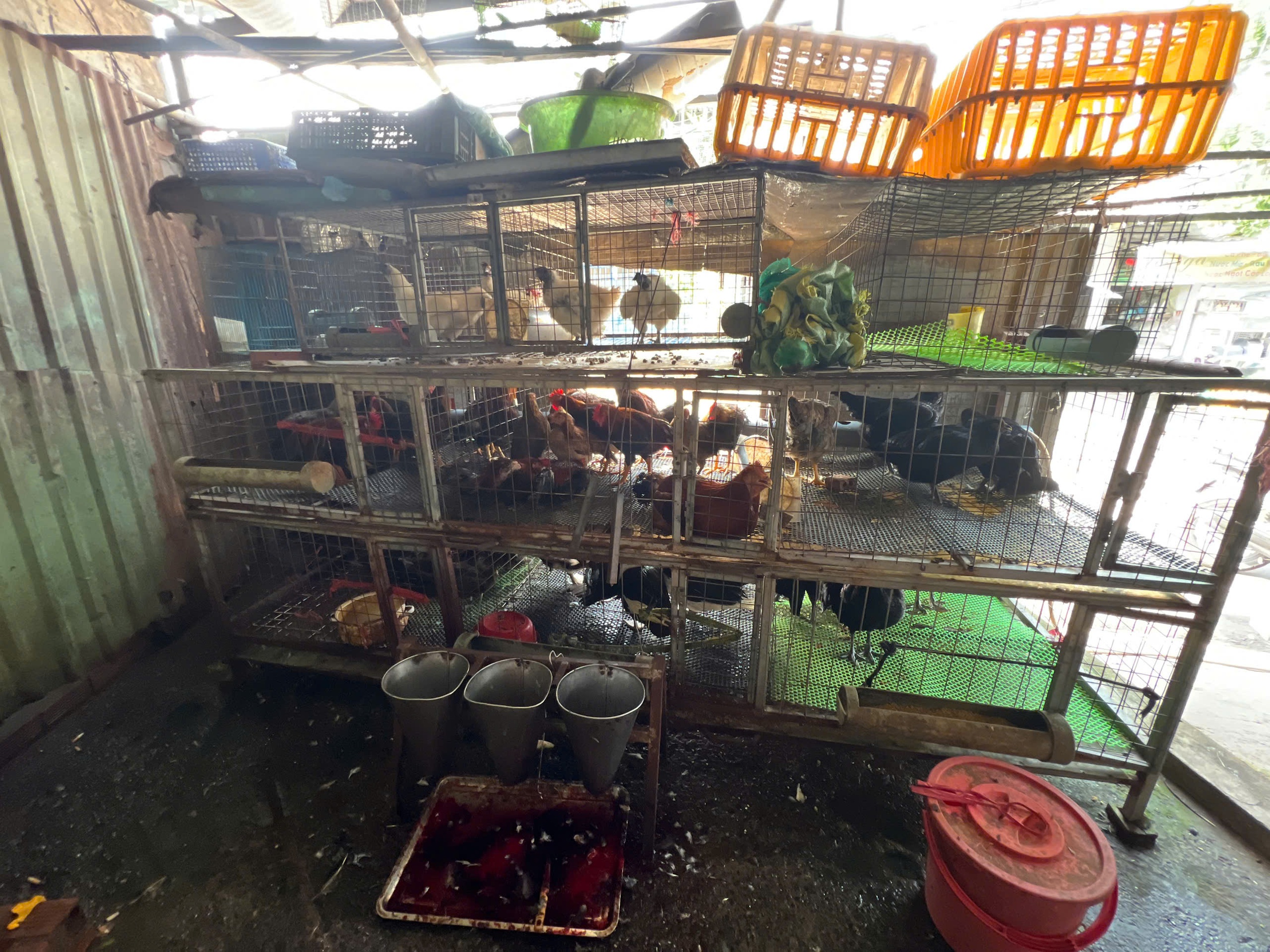 Lò giết mổ gia cầm 'chui', bốc mùi hôi thối trong khu dân cư TP.HCM- Ảnh 6. Lò giết mổ gia cầm 'chui', bốc mùi hôi thối trong khu dân cư TP.HCM- Ảnh 6.