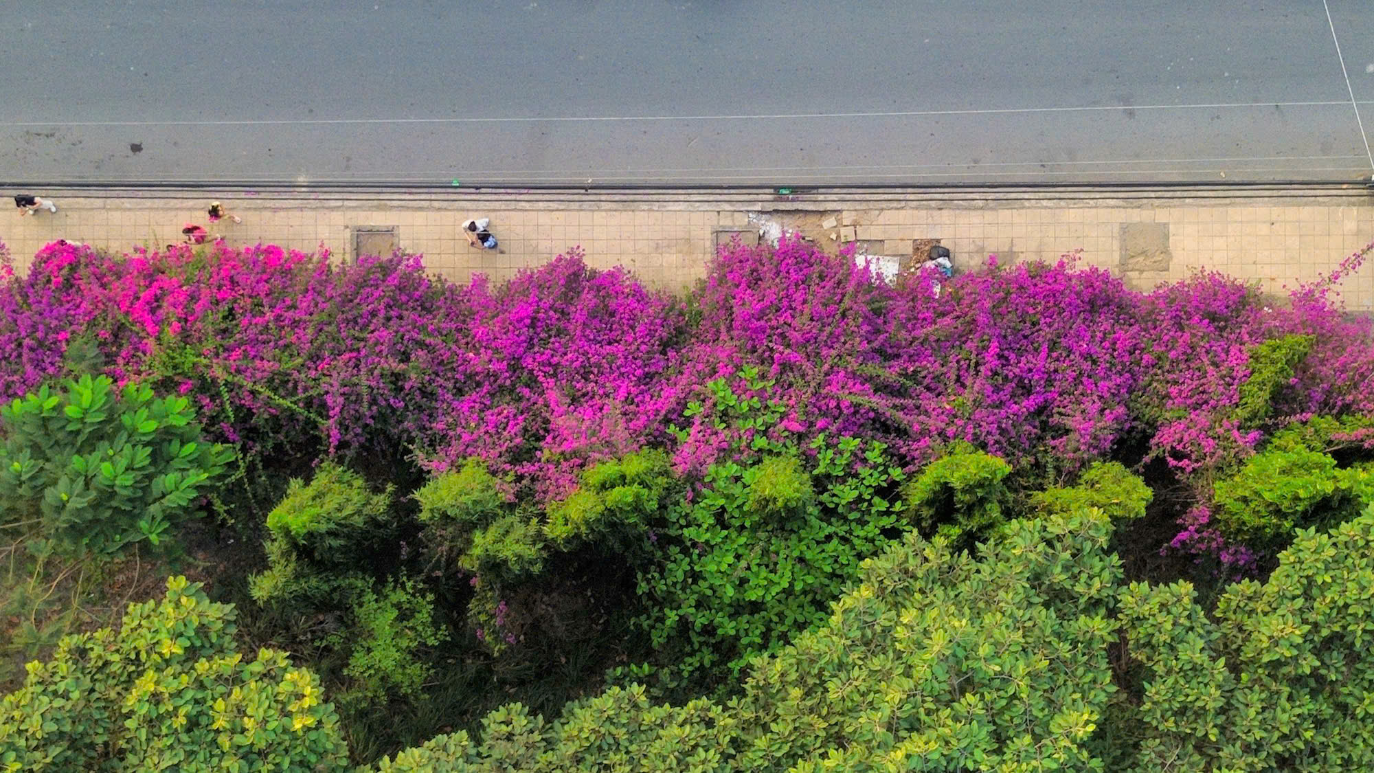 Bụi hoa giấy d&agrave;i gần 100 m ở TP . HCM rực rỡ như th&aacute;c hoa khổng lồ - Ảnh 1.