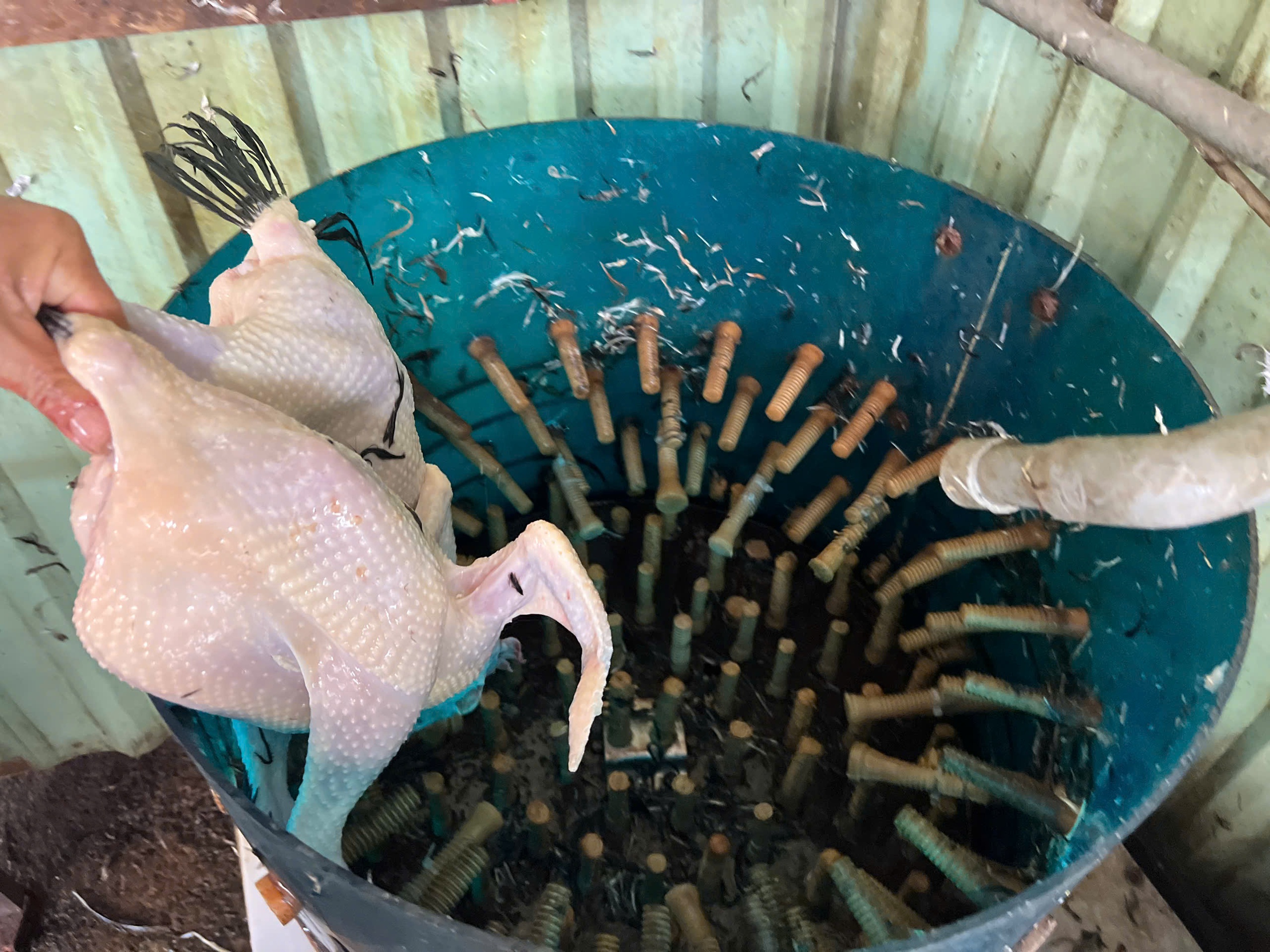 Lò giết mổ gia cầm 'chui', bốc mùi hôi thối trong khu dân cư TP.HCM- Ảnh 3. Lò giết mổ gia cầm 'chui', bốc mùi hôi thối trong khu dân cư TP.HCM- Ảnh 3.