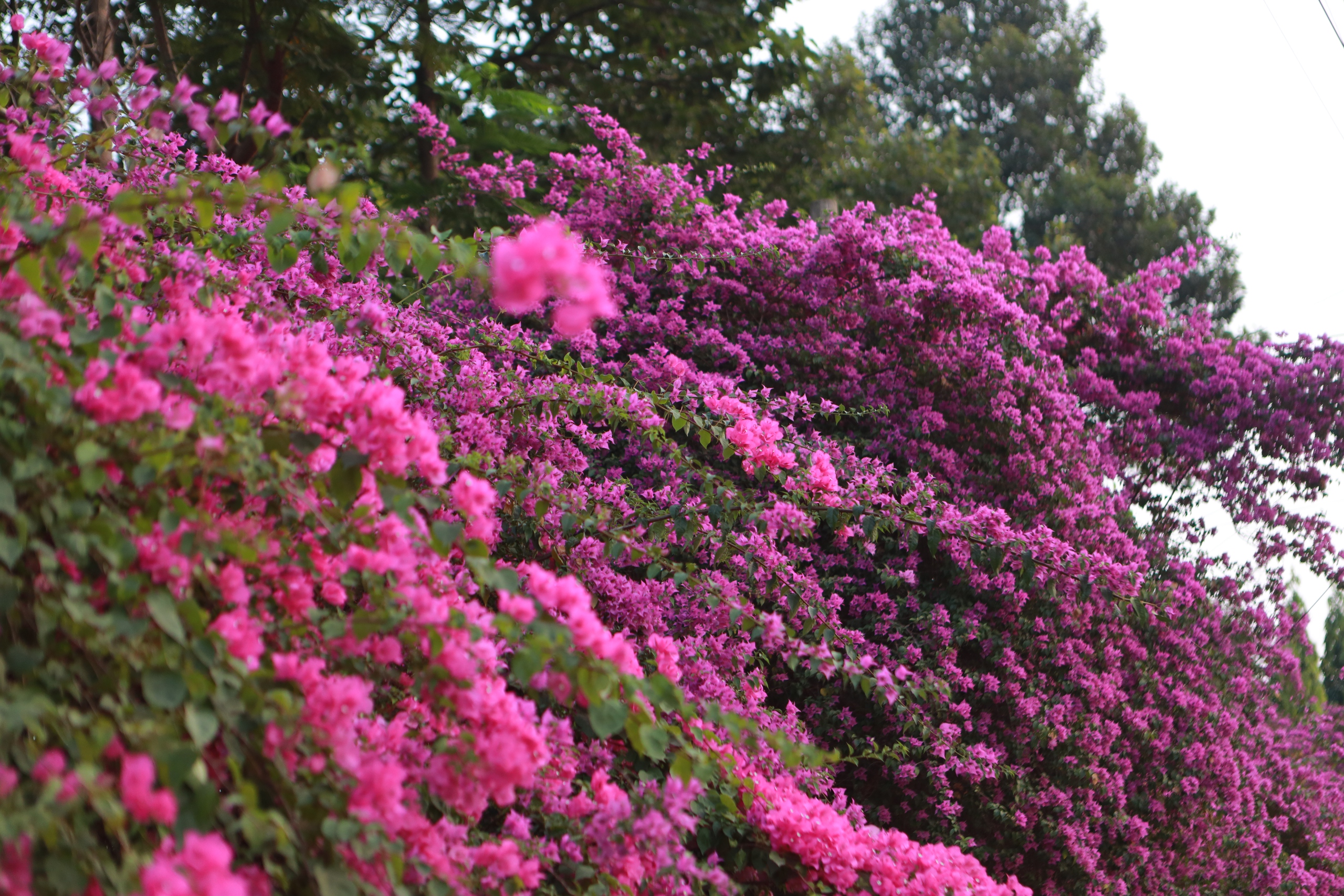 Bụi hoa giấy d&agrave;i gần 100 m ở TP . HCM rực rỡ như th&aacute;c hoa khổng lồ - Ảnh 5.