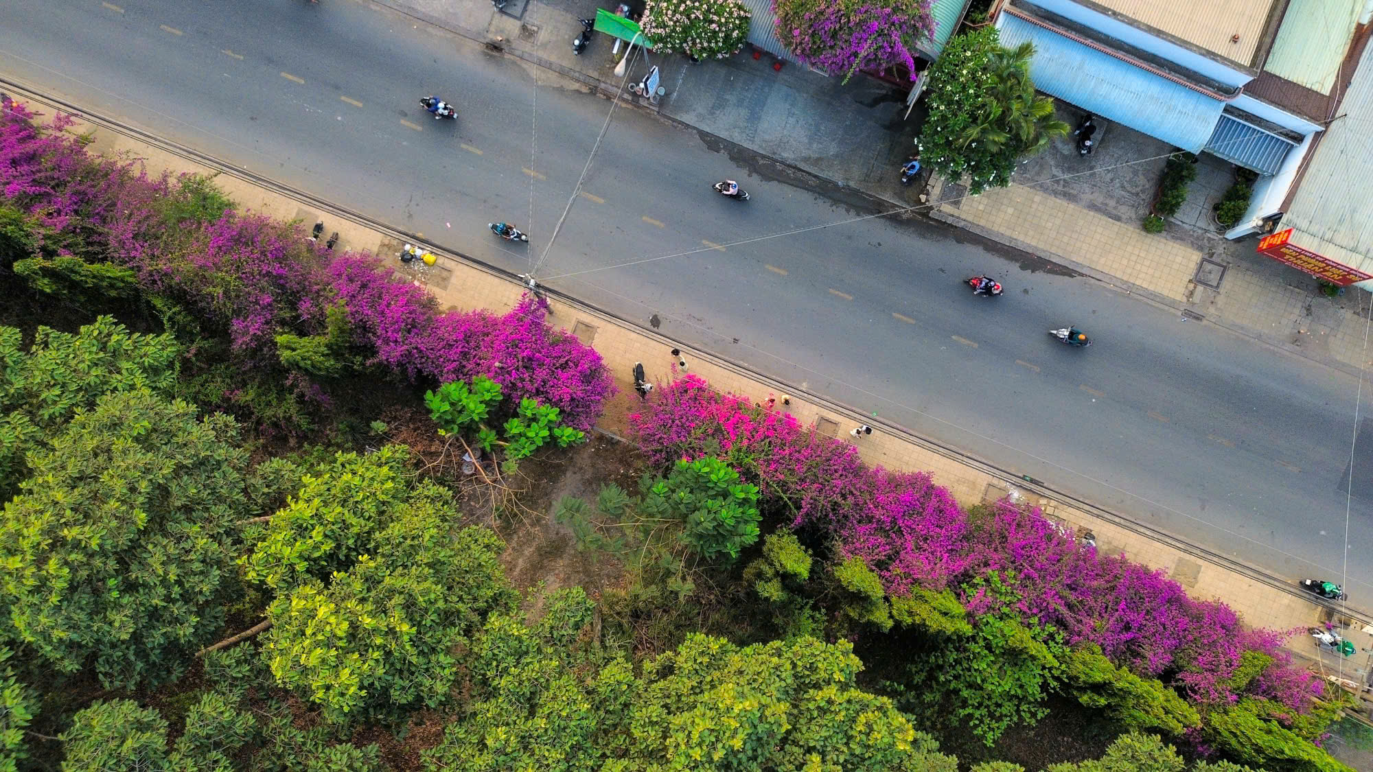 Bụi hoa giấy d&agrave;i gần 100 m ở TP . HCM rực rỡ như th&aacute;c hoa khổng lồ - Ảnh 11.