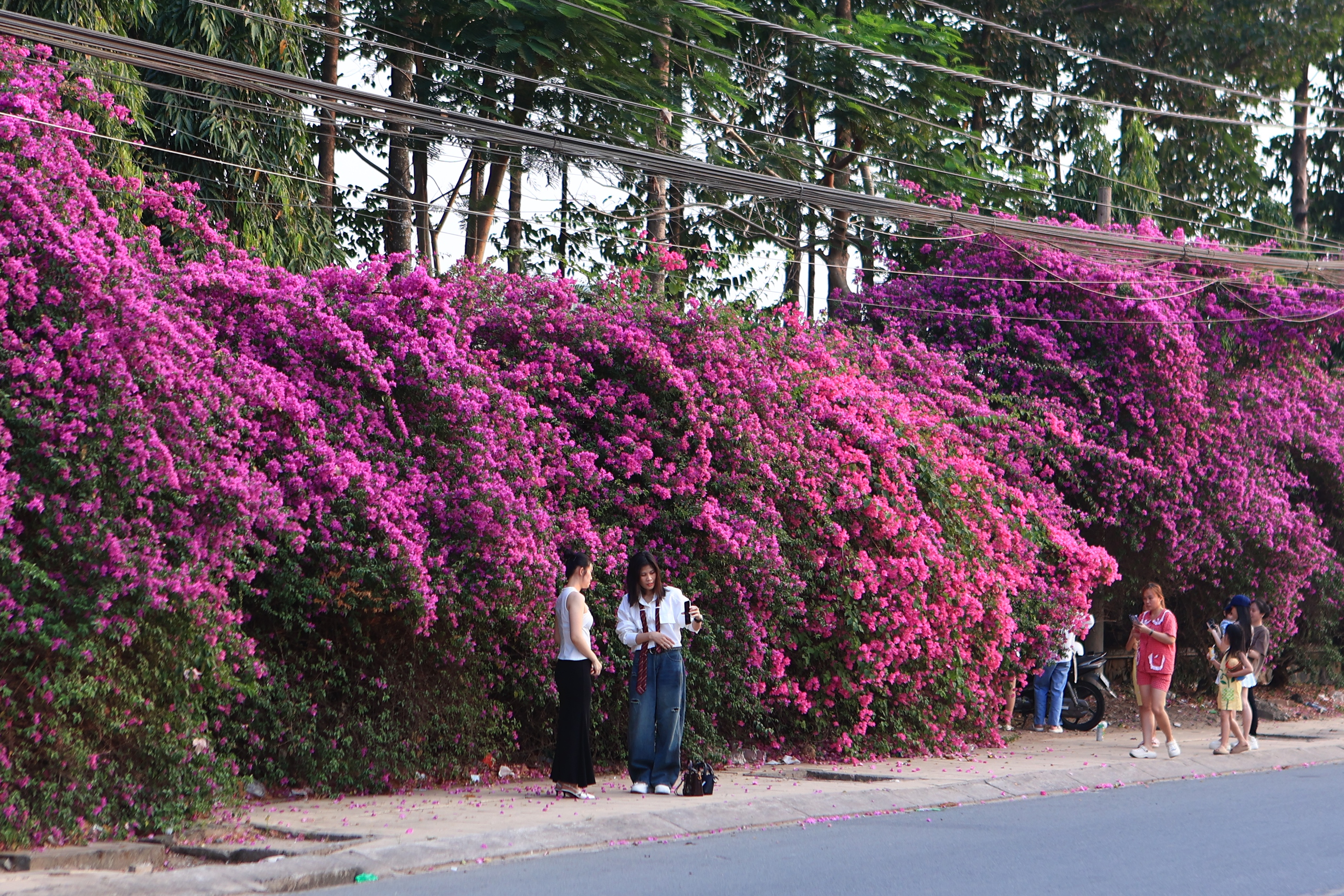 Bụi hoa giấy d&agrave;i gần 100 m ở TP . HCM rực rỡ như th&aacute;c hoa khổng lồ - Ảnh 2.