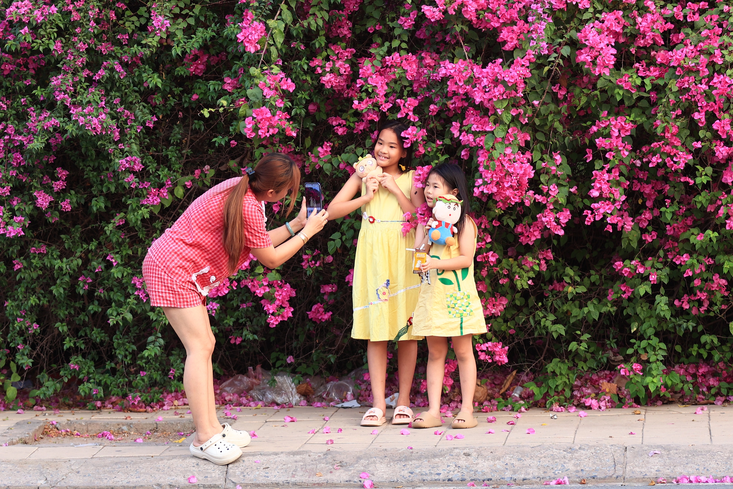 Bụi hoa giấy d&agrave;i gần 100 m ở TP . HCM rực rỡ như th&aacute;c hoa khổng lồ - Ảnh 3.