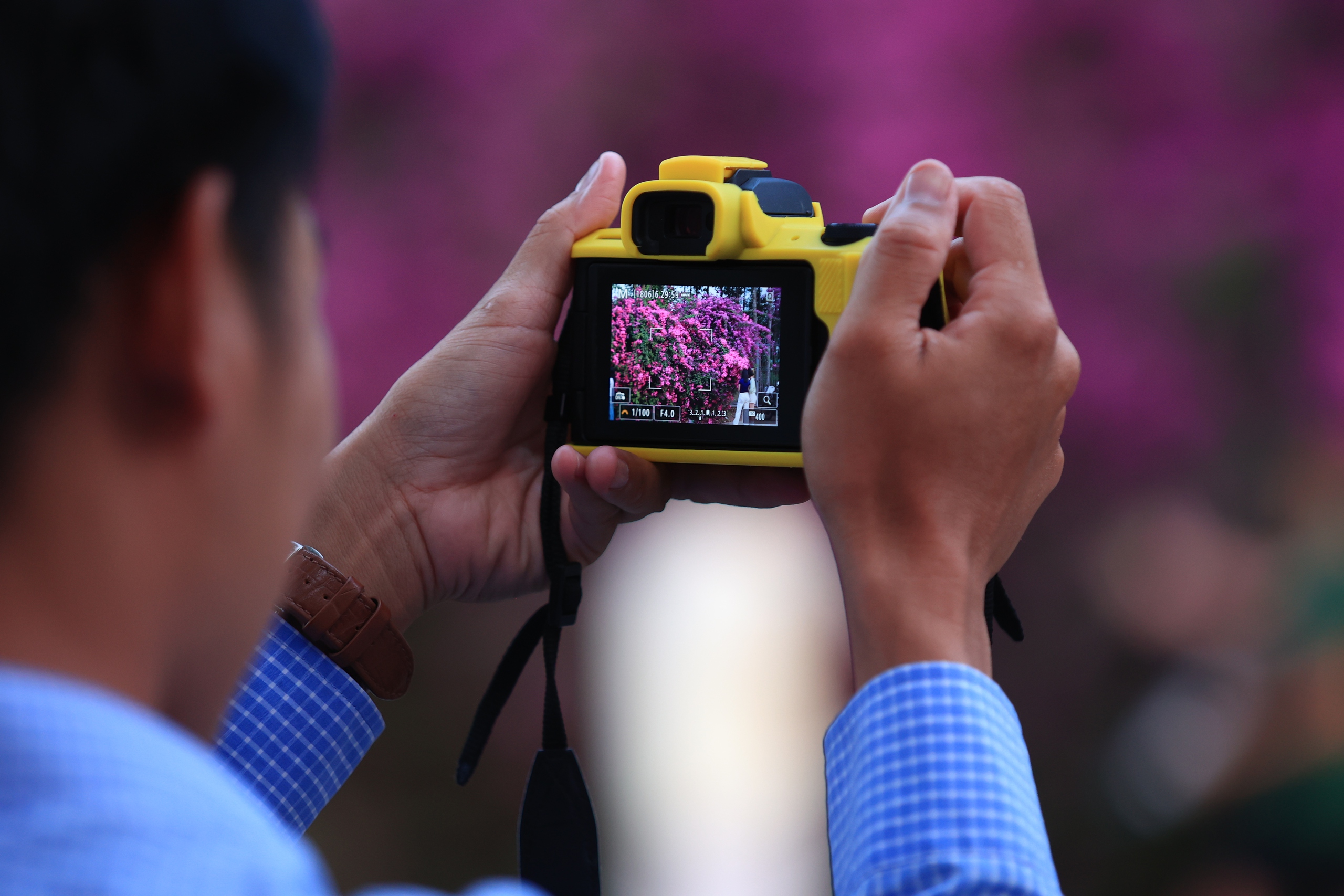 Bụi hoa giấy d&agrave;i gần 100 m ở TP . HCM rực rỡ như th&aacute;c hoa khổng lồ - Ảnh 9.