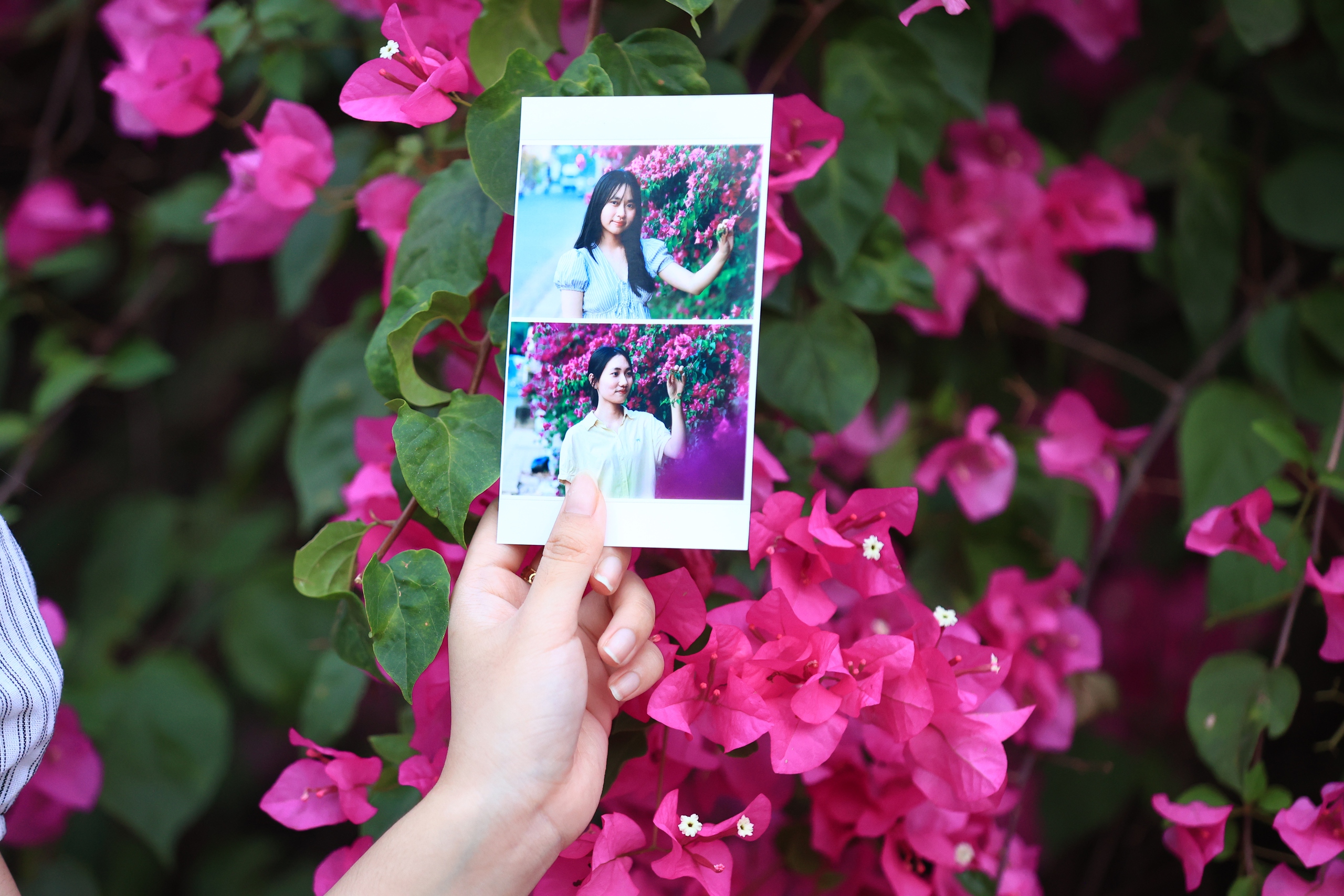 Bụi hoa giấy d&agrave;i gần 100 m ở TP . HCM rực rỡ như th&aacute;c hoa khổng lồ - Ảnh 10.