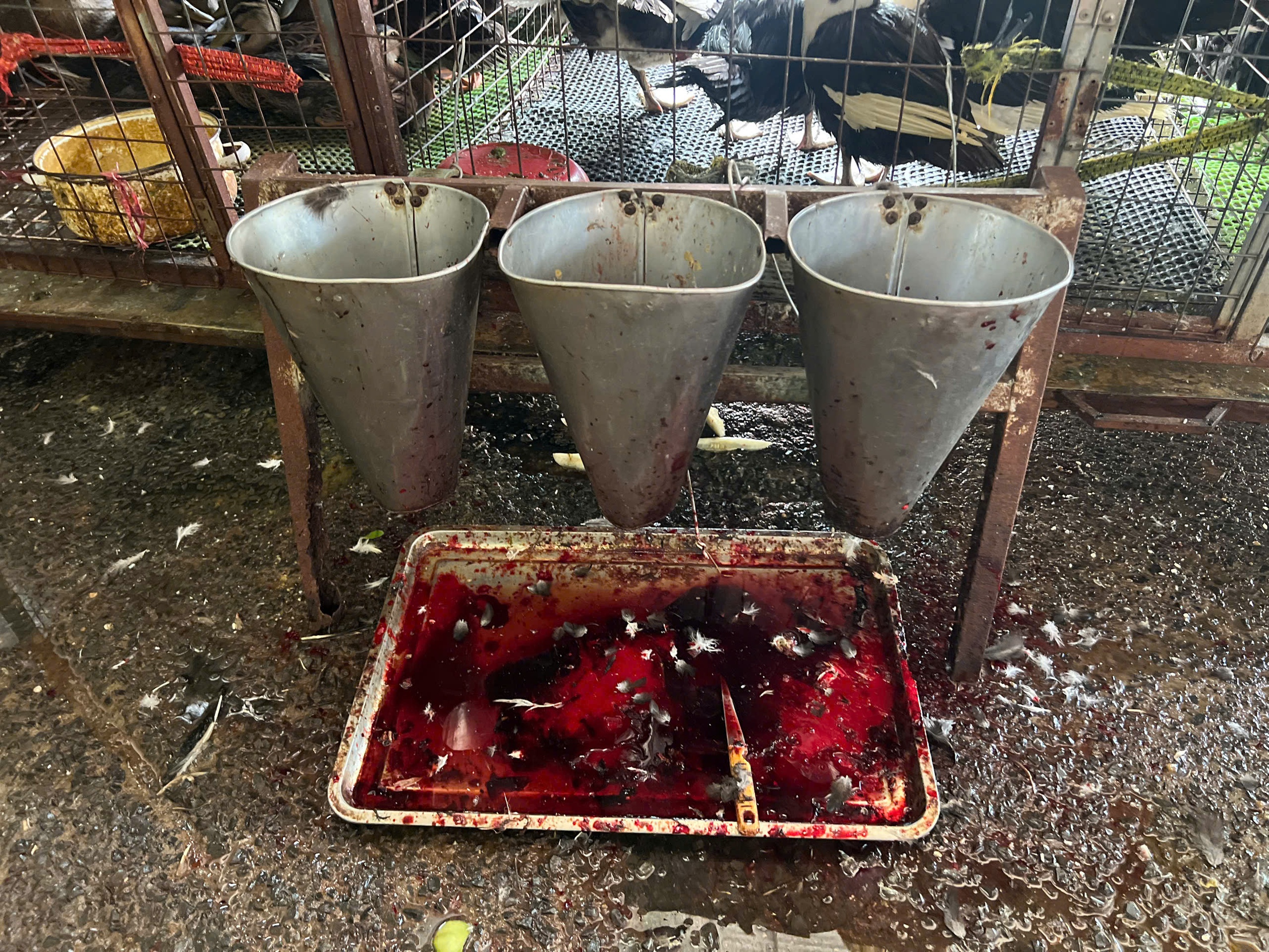 Lò giết mổ gia cầm 'chui', bốc mùi hôi thối trong khu dân cư TP.HCM- Ảnh 5. Lò giết mổ gia cầm 'chui', bốc mùi hôi thối trong khu dân cư TP.HCM- Ảnh 5.