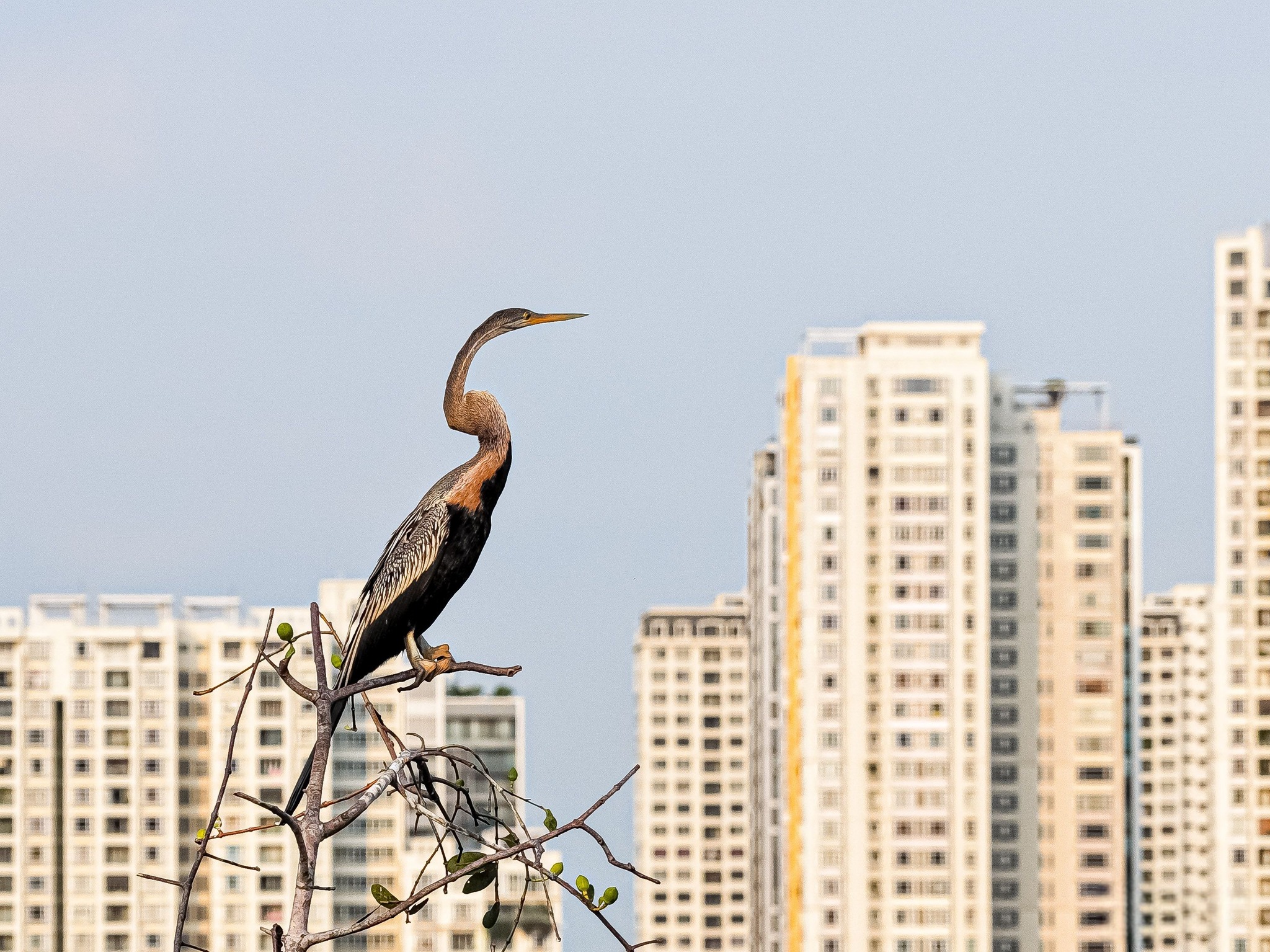 Cảnh hiếm gặp: Bầy chim qu&yacute; trong S&aacute;ch đỏ bay rợp trời ở 'khu nh&agrave; gi&agrave;u' TP.HCM - Ảnh 2.