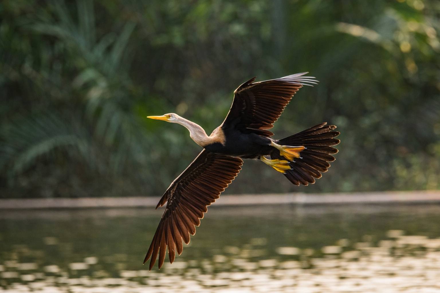 Cảnh hiếm gặp: Bầy chim qu&yacute; trong S&aacute;ch đỏ bay rợp trời ở 'khu nh&agrave; gi&agrave;u' TP.HCM - Ảnh 5.