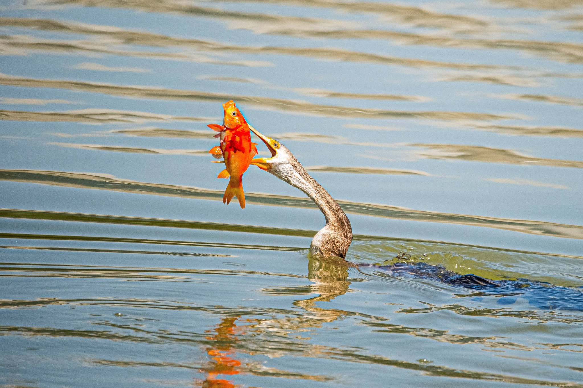 Cảnh hiếm gặp: Bầy chim qu&yacute; trong S&aacute;ch đỏ bay rợp trời ở 'khu nh&agrave; gi&agrave;u' TP.HCM - Ảnh 8.