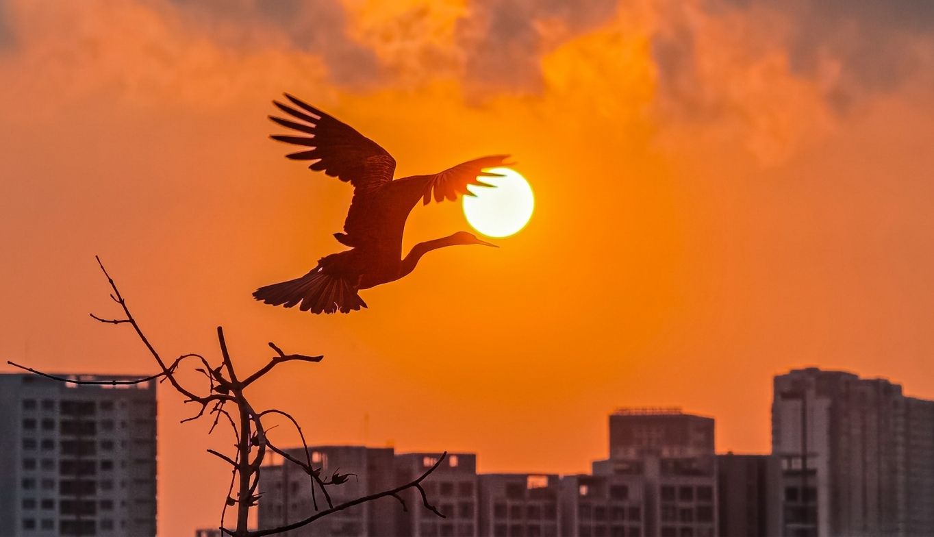 Cảnh hiếm gặp: Bầy chim qu&yacute; trong S&aacute;ch đỏ bay rợp trời ở 'khu nh&agrave; gi&agrave;u' TP.HCM - Ảnh 1.