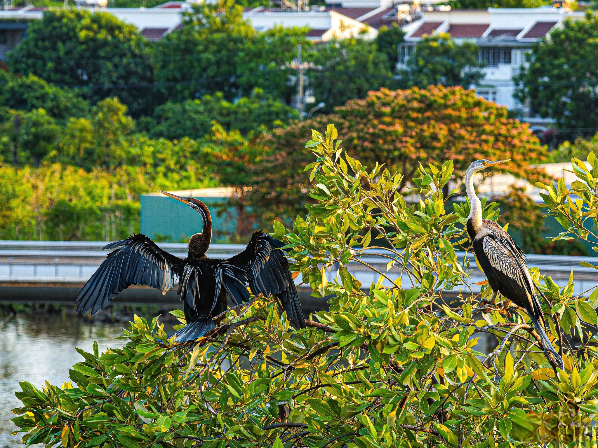 Cảnh hiếm gặp: Bầy chim qu&yacute; trong S&aacute;ch đỏ bay rợp trời ở 'khu nh&agrave; gi&agrave;u' TP.HCM - Ảnh 3.