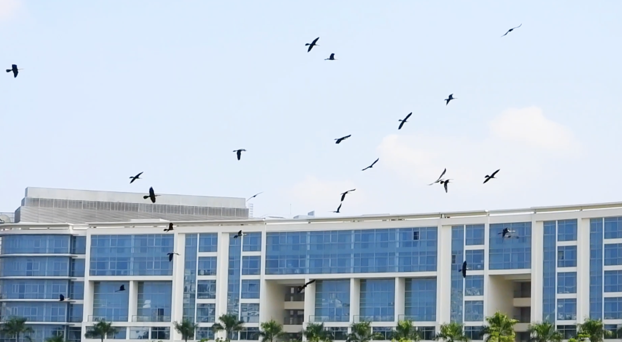 Cảnh hiếm gặp: Bầy chim qu&yacute; trong S&aacute;ch đỏ bay rợp trời ở 'khu nh&agrave; gi&agrave;u' TP.HCM - Ảnh 4.