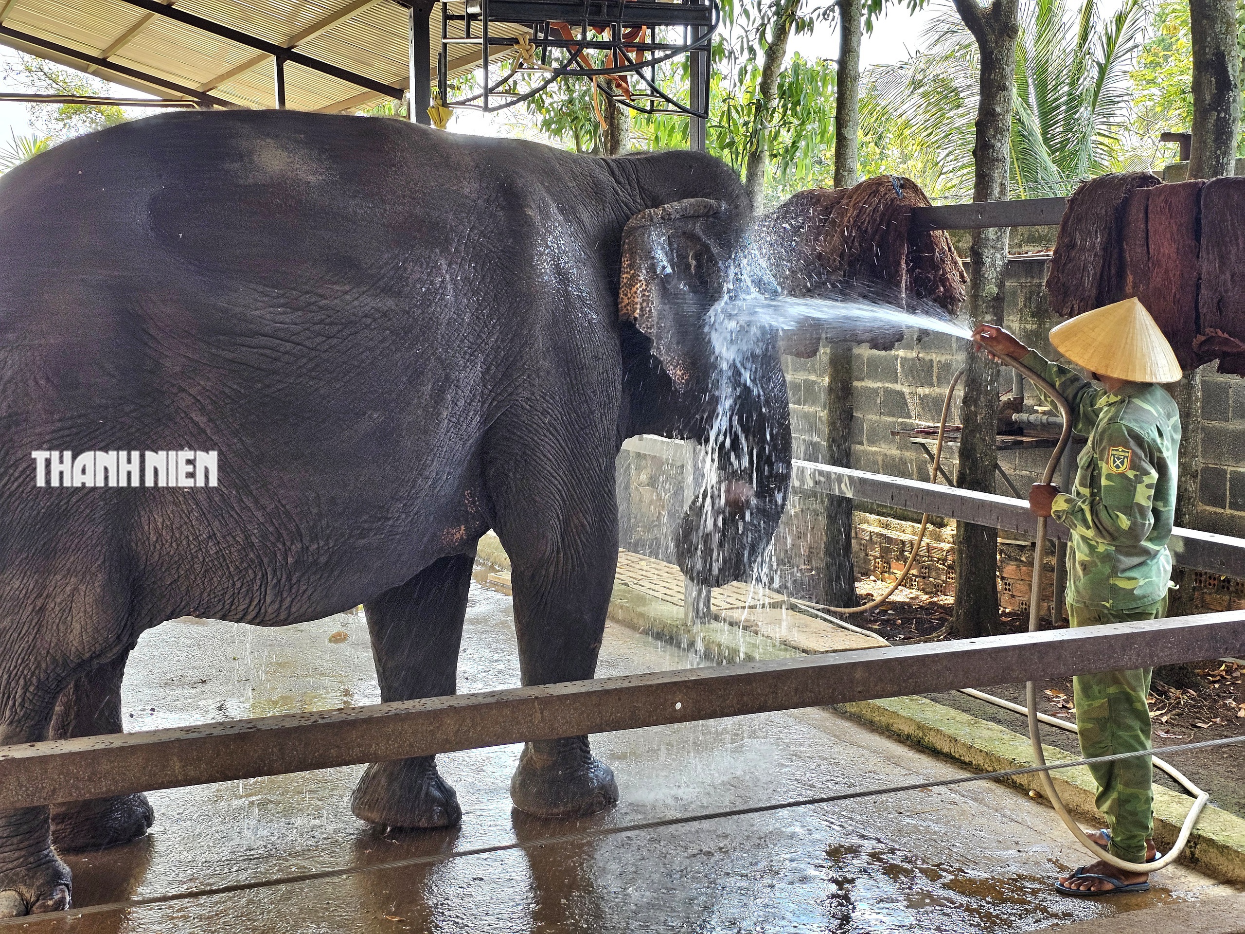 Voi c&aacute;i Booc Khăm ở Bu&ocirc;n Ma Thuột: T&iacute;nh c&aacute;ch đỏng đảnh, k&eacute;n chọn như tiểu thư - Ảnh 4.