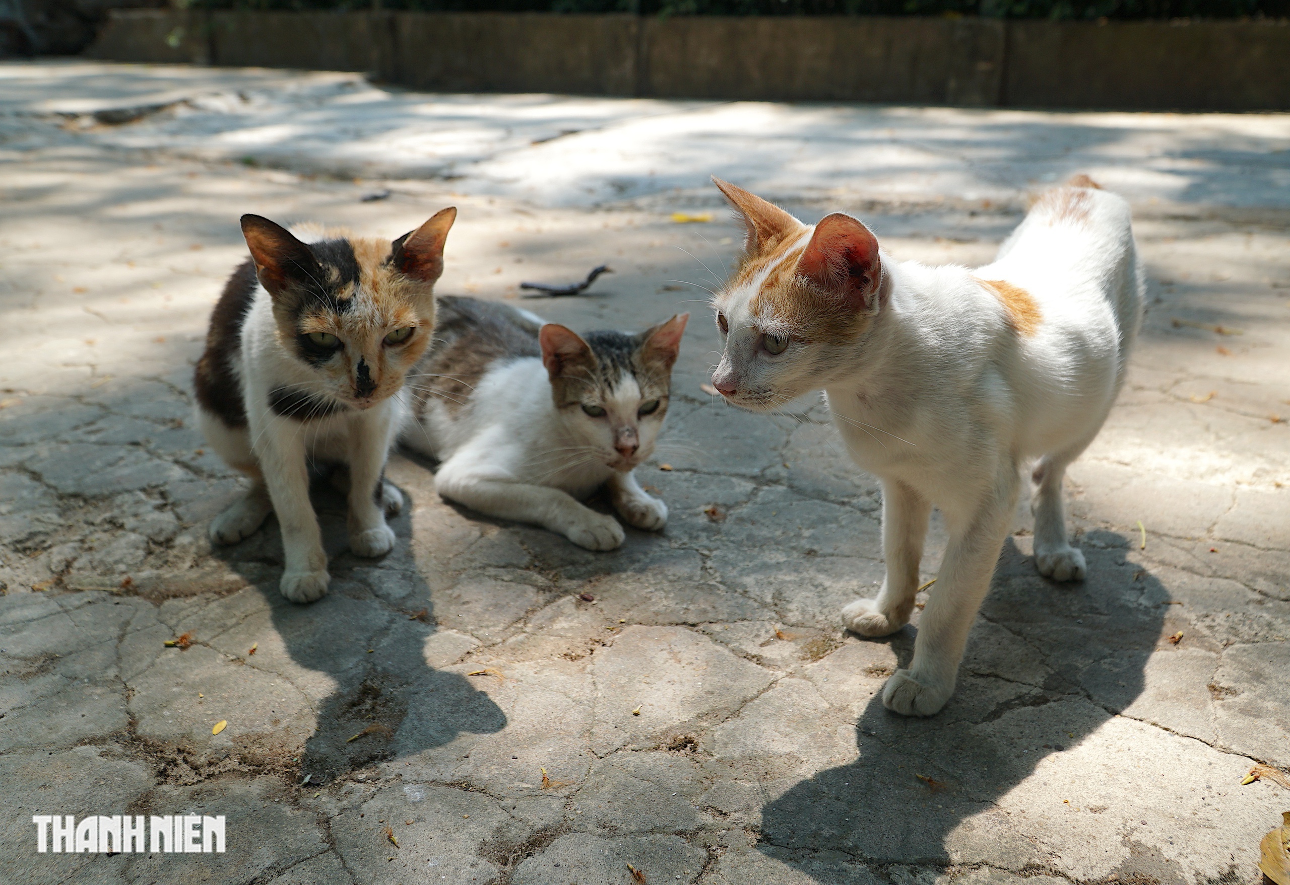Chuyện h&agrave;ng chục con m&egrave;o hoang &lsquo;kh&ocirc;ng hộ khẩu&rsquo; sống ở Thảo Cầm Vi&ecirc;n - Ảnh 1.