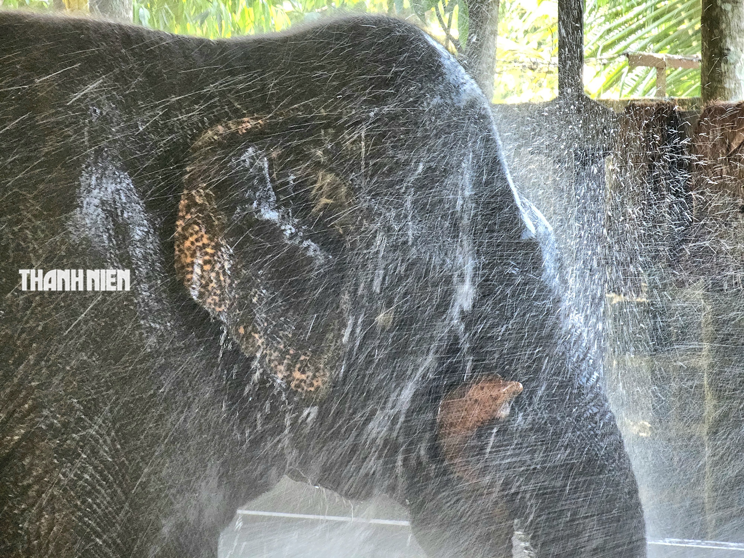 Voi c&aacute;i Booc Khăm ở Bu&ocirc;n Ma Thuột: T&iacute;nh c&aacute;ch đỏng đảnh, k&eacute;n chọn như tiểu thư - Ảnh 6.