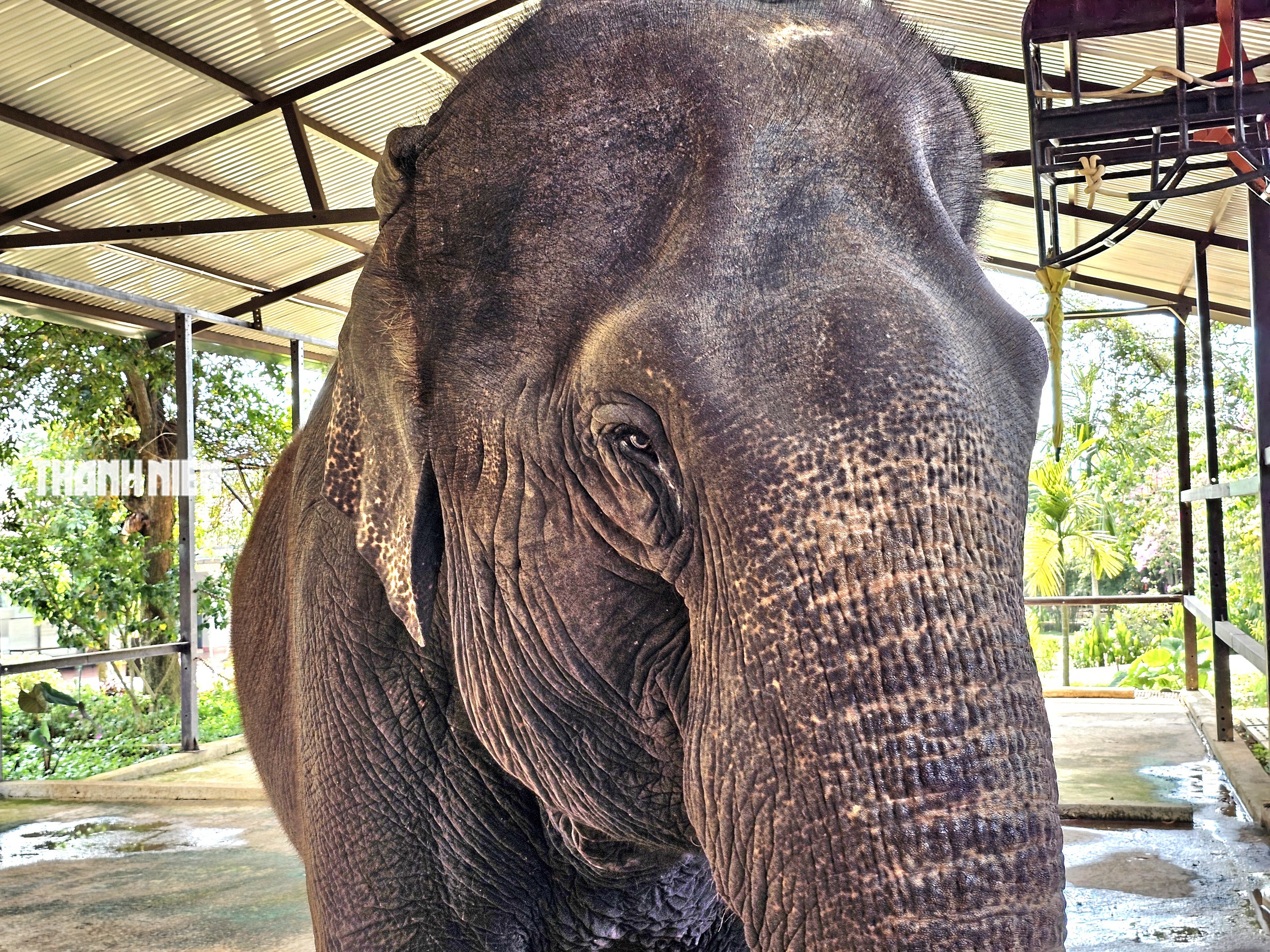 Voi c&aacute;i Booc Khăm ở Bu&ocirc;n Ma Thuột: T&iacute;nh c&aacute;ch đỏng đảnh, k&eacute;n chọn như tiểu thư - Ảnh 2.