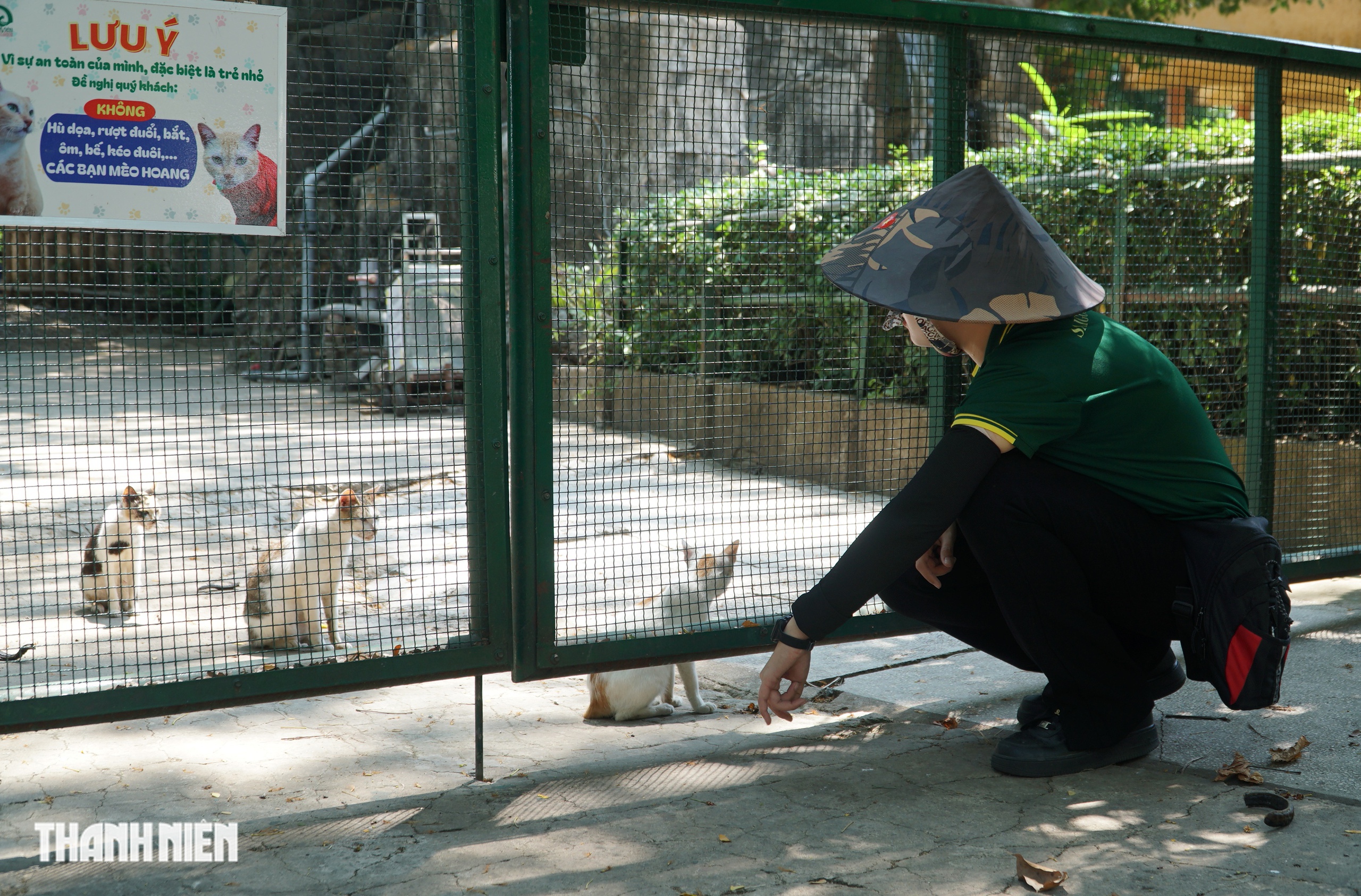 Chuyện h&agrave;ng chục con m&egrave;o hoang &lsquo;kh&ocirc;ng hộ khẩu&rsquo; sống ở Thảo Cầm Vi&ecirc;n - Ảnh 2.