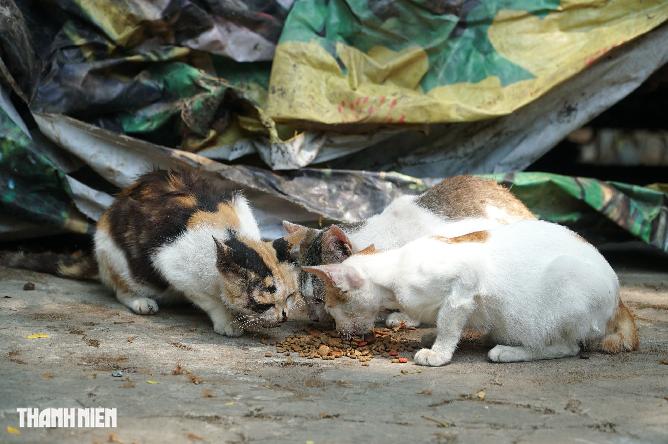 Chuyện h&agrave;ng chục con m&egrave;o hoang &lsquo;kh&ocirc;ng hộ khẩu&rsquo; sống ở Thảo Cầm Vi&ecirc;n - Ảnh 8.
