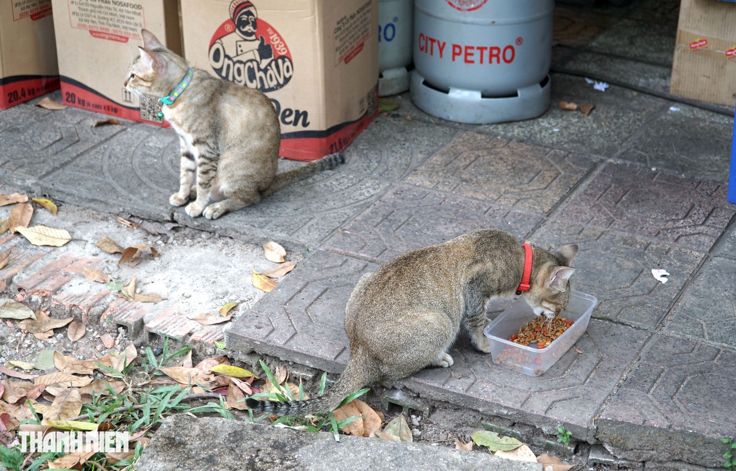 Chuyện h&agrave;ng chục con m&egrave;o hoang &lsquo;kh&ocirc;ng hộ khẩu&rsquo; sống ở Thảo Cầm Vi&ecirc;n - Ảnh 4.