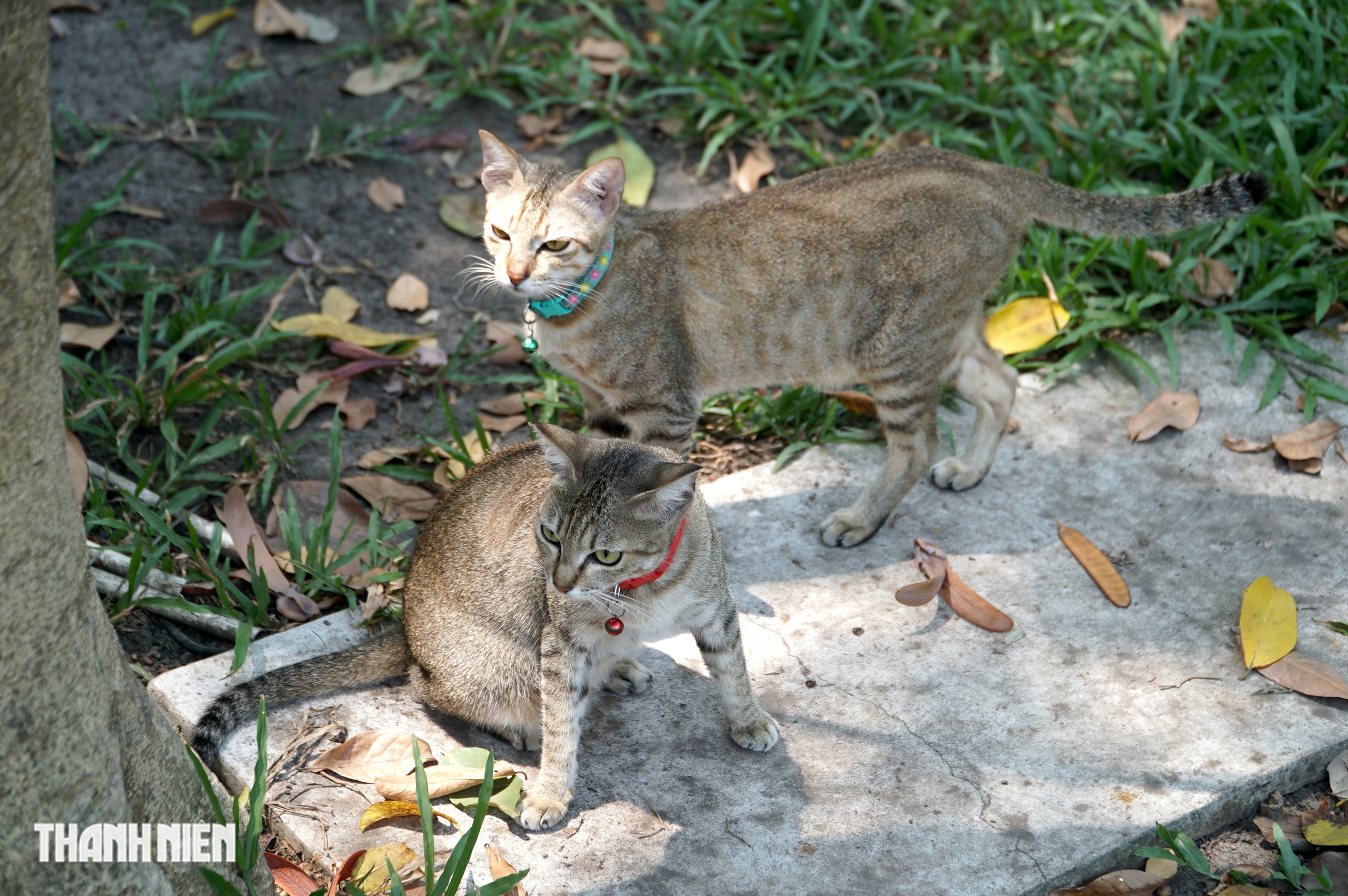 Chuyện h&agrave;ng chục con m&egrave;o hoang &lsquo;kh&ocirc;ng hộ khẩu&rsquo; sống ở Thảo Cầm Vi&ecirc;n - Ảnh 5.