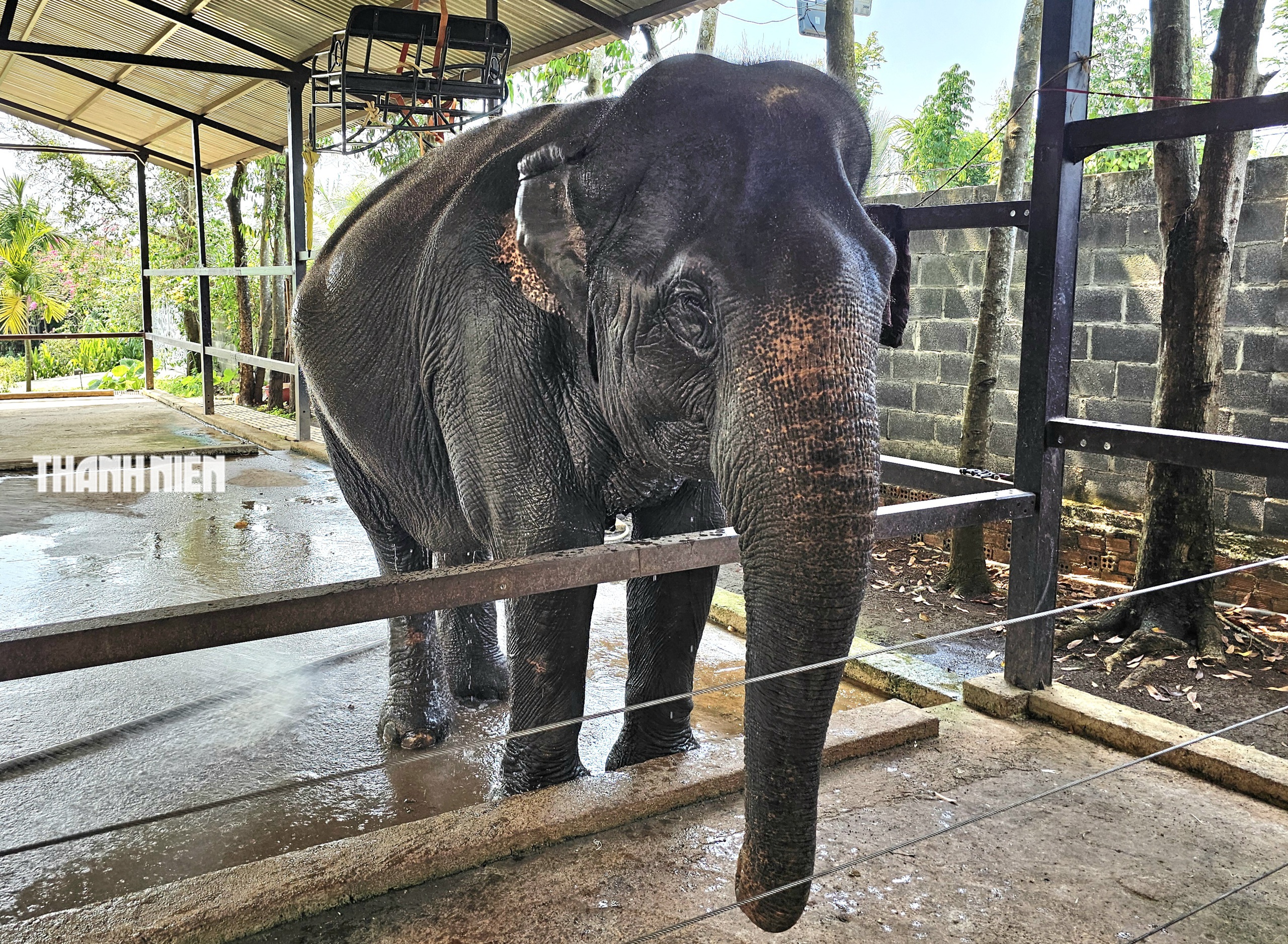 Voi c&aacute;i Booc Khăm ở Bu&ocirc;n Ma Thuột: T&iacute;nh c&aacute;ch đỏng đảnh, k&eacute;n chọn như tiểu thư - Ảnh 3.