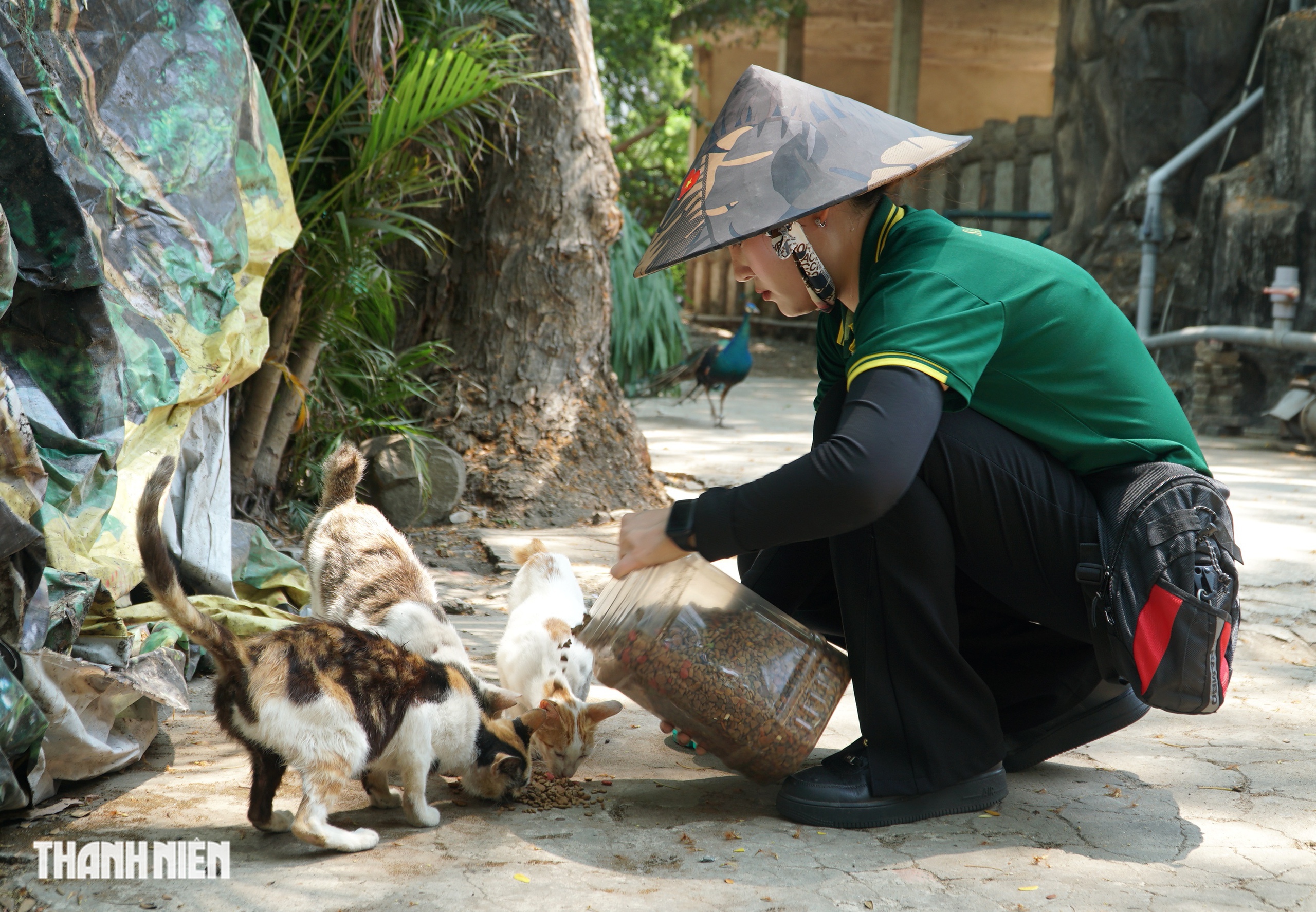 Chuyện h&agrave;ng chục con m&egrave;o hoang &lsquo;kh&ocirc;ng hộ khẩu&rsquo; sống ở Thảo Cầm Vi&ecirc;n - Ảnh 3.